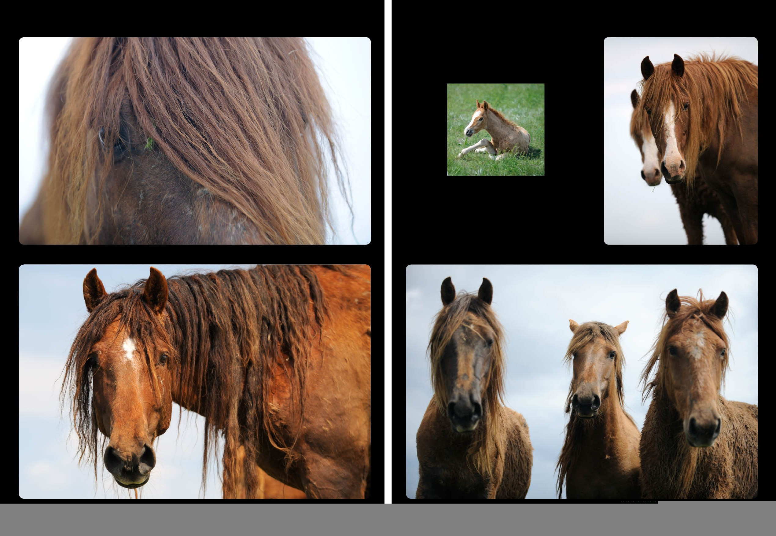 Публикации. Лана Петрова, фотограф