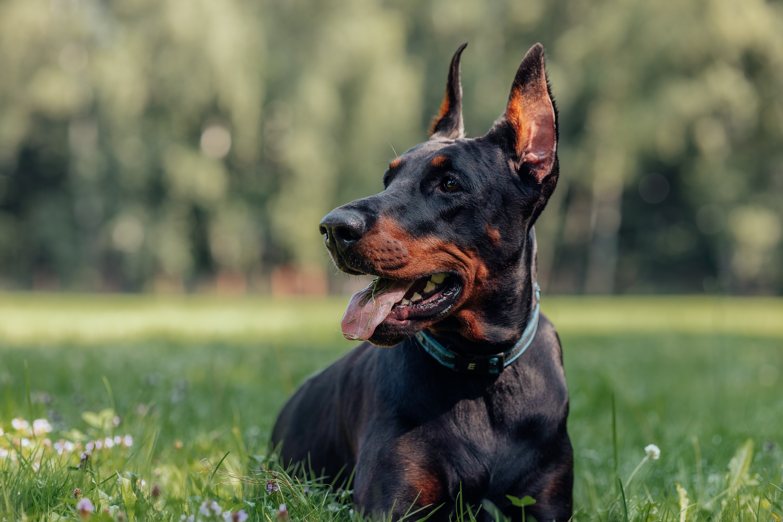 Доберман Айза. Фотограф Анималист в Москве Анастасия Жучкова