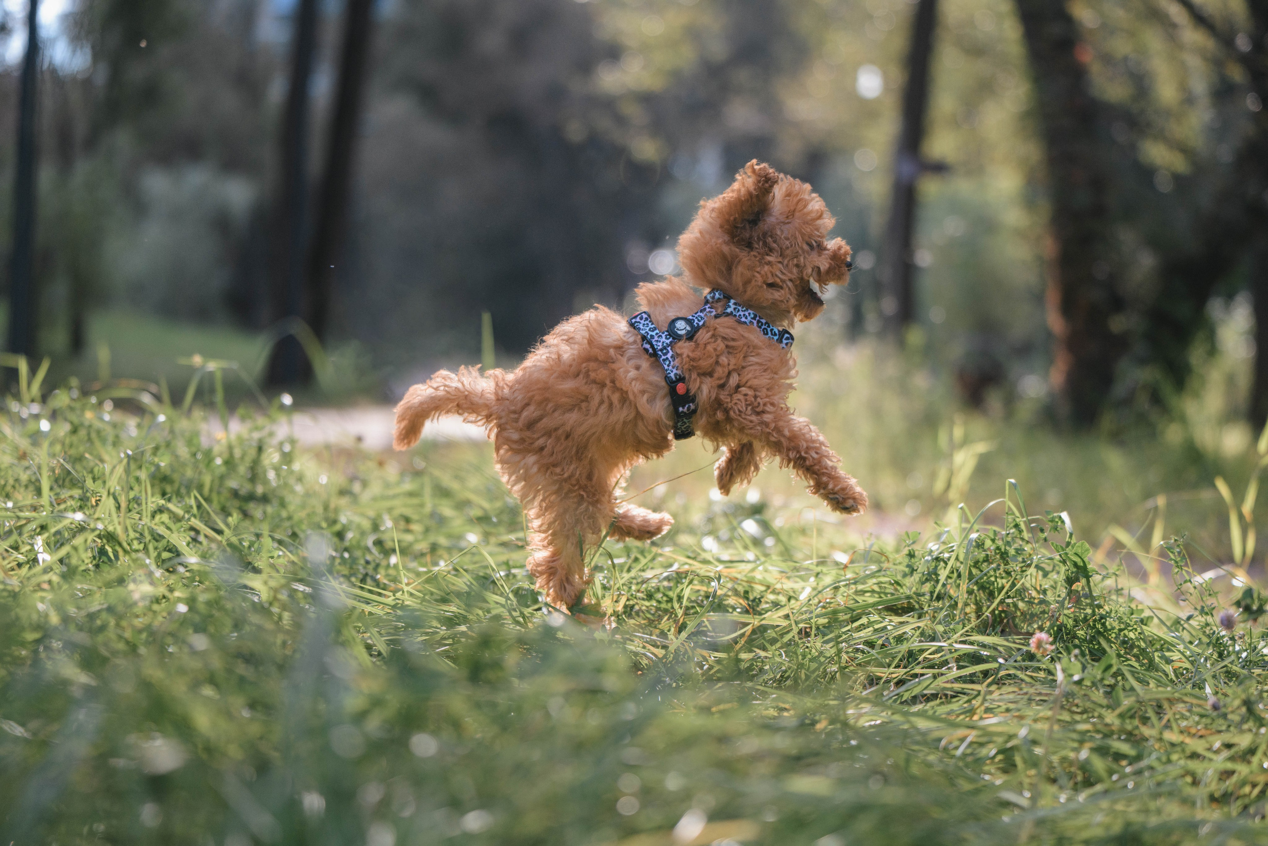 Щенок той-пуделя. Фотограф Анималист в Москве Анастасия Жучкова