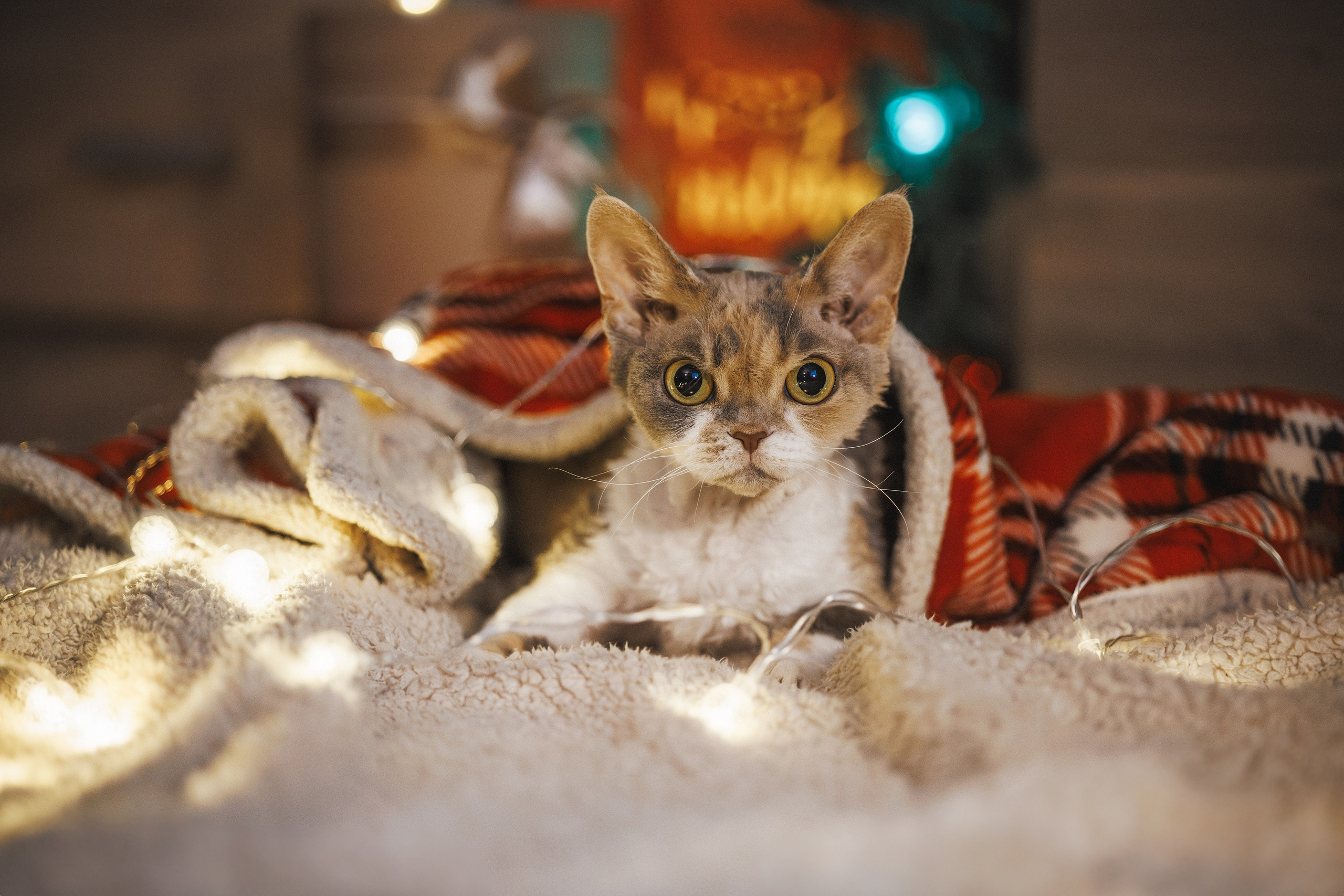 Домашняя новогодняя. Фотограф Анималист в Москве Анастасия Жучкова