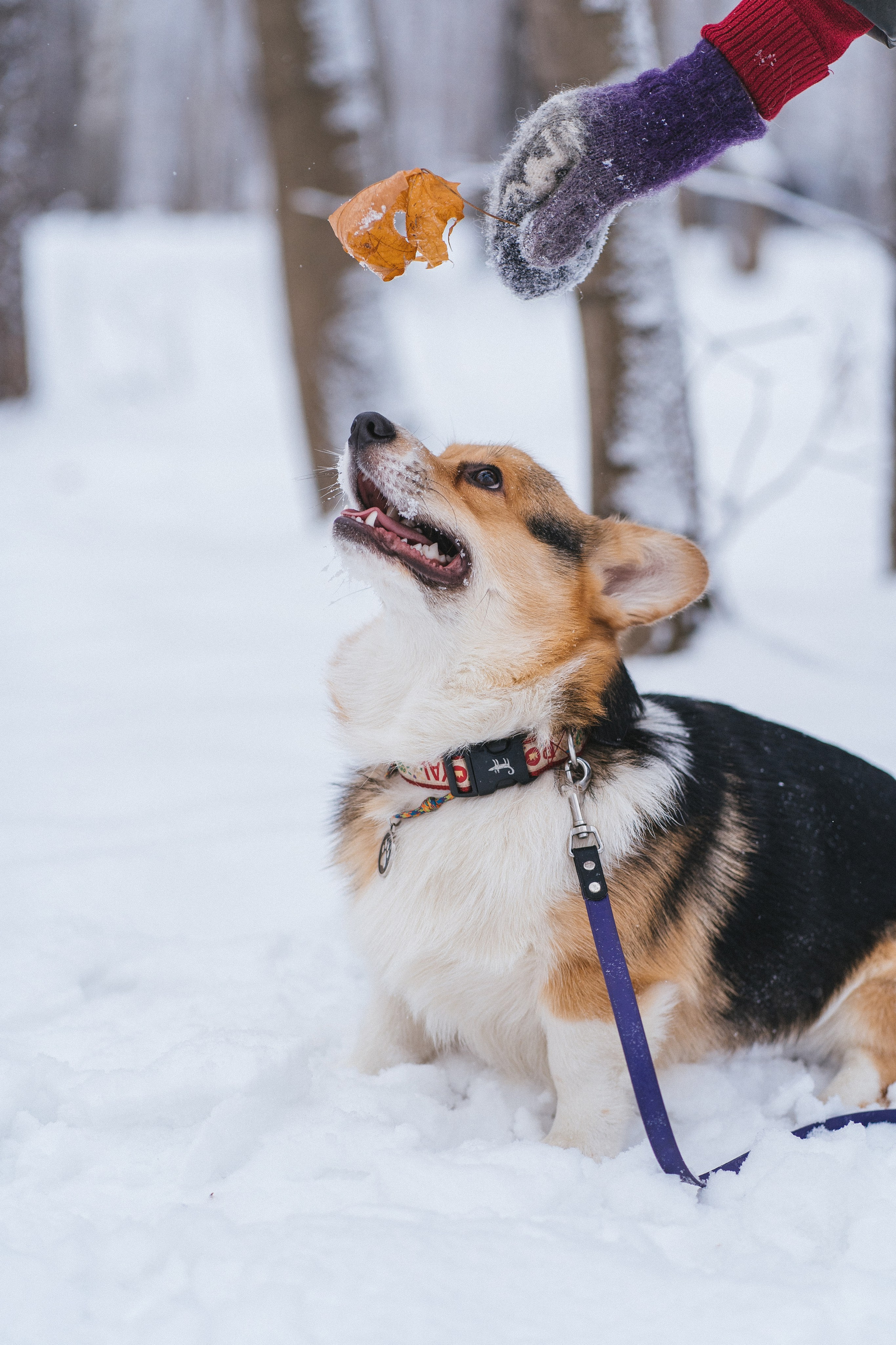 Каспер и Полина. Свадебный фотограф в Москве Анна Полушина