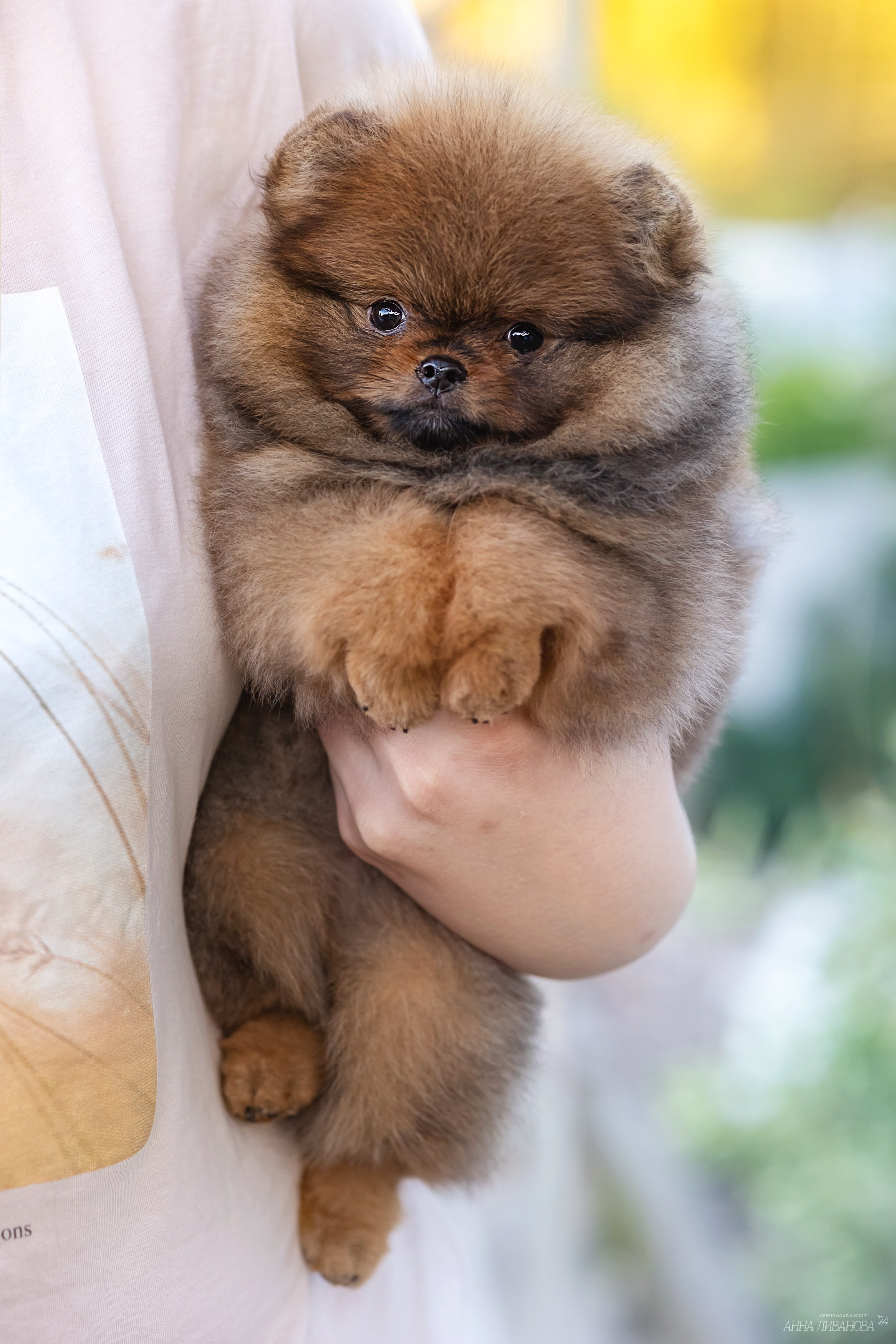 Шпицулики. Фотограф анималист Аня Ливанова | Рыбинск