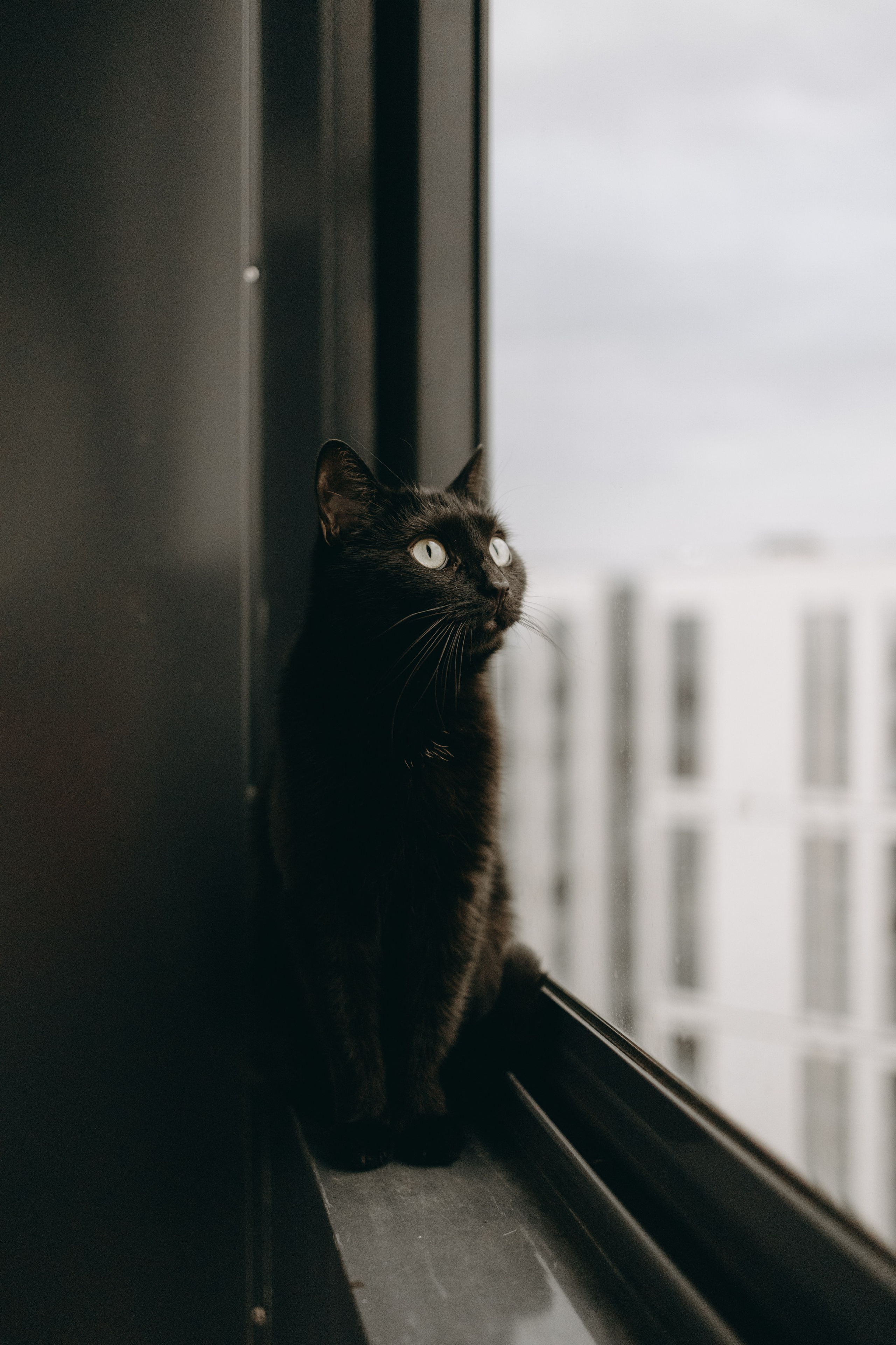 Настя, Никита и их Гром и Мяу. Фотограф — Анималист | Санкт-Петербург