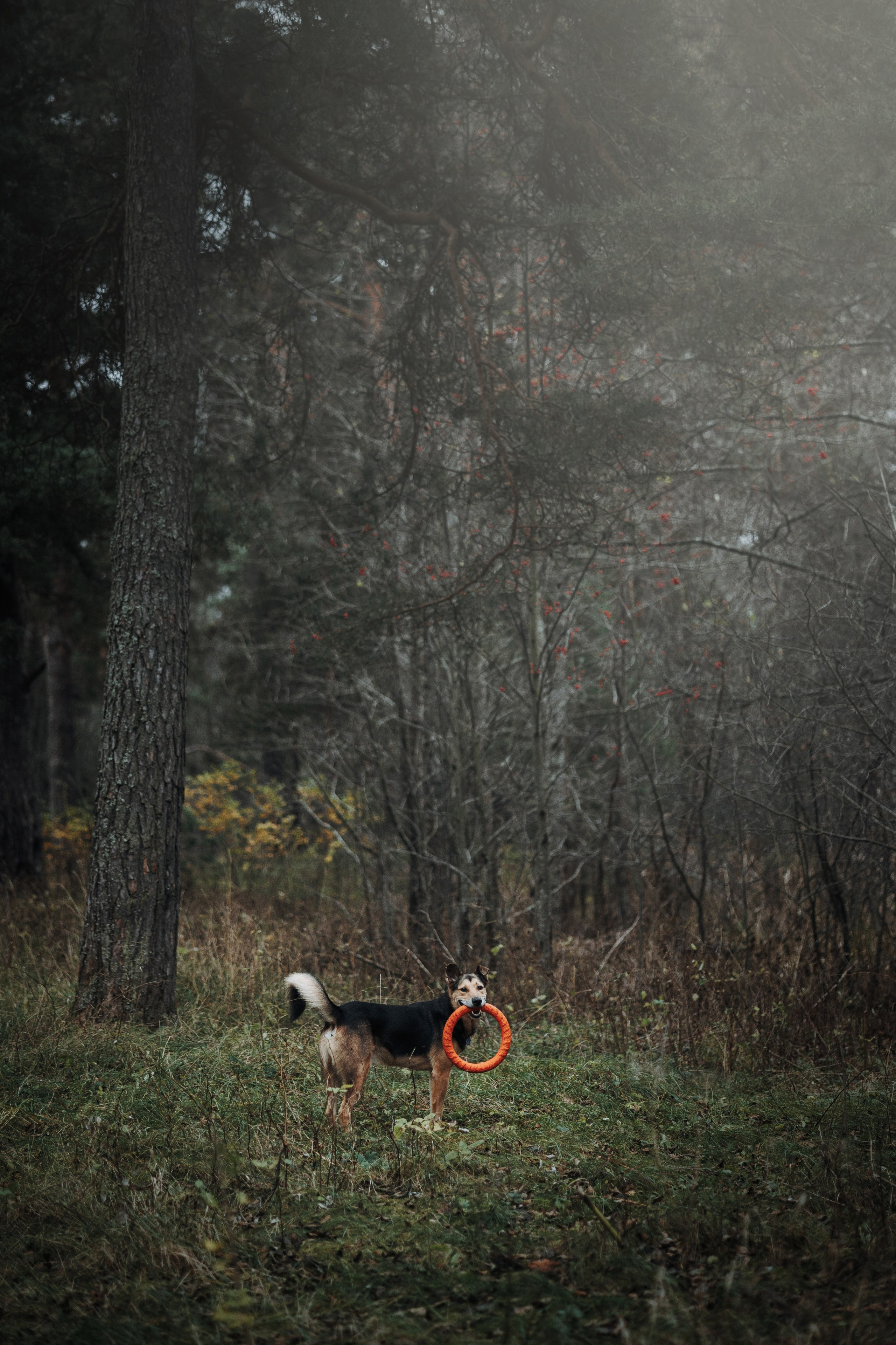 Наталья и Того. Фотограф — Анималист | Санкт-Петербург