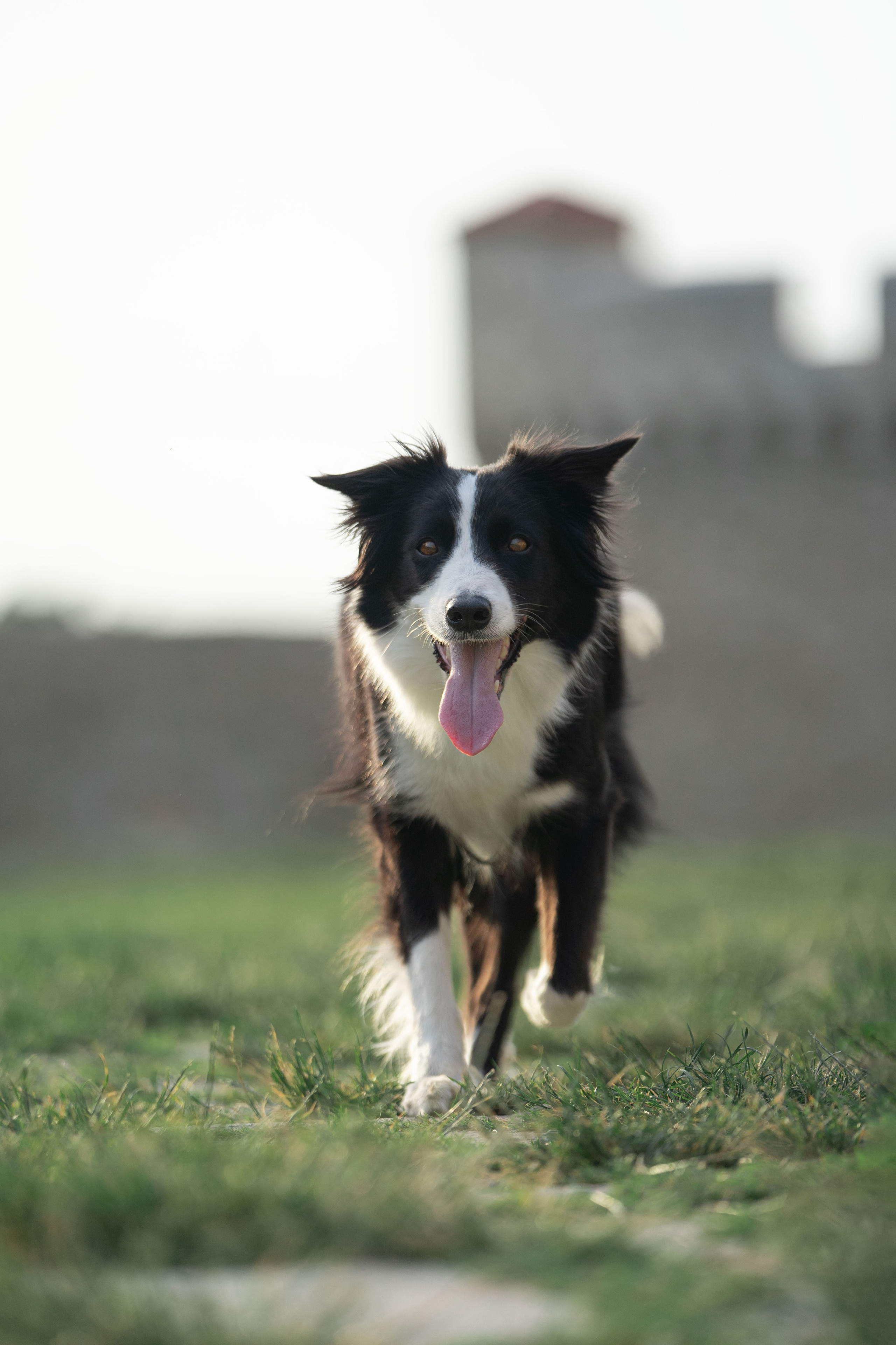 Белград, Калемегдан. Таня и Шегги. Фотограф анималист
