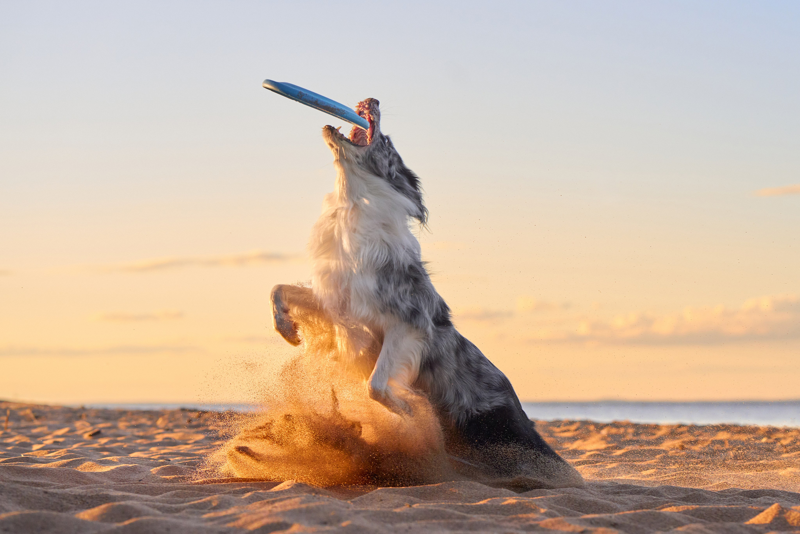 Photo of dogs in nature. landscape with dog. Dog photographer Averianova Anna — Art photography of dogs