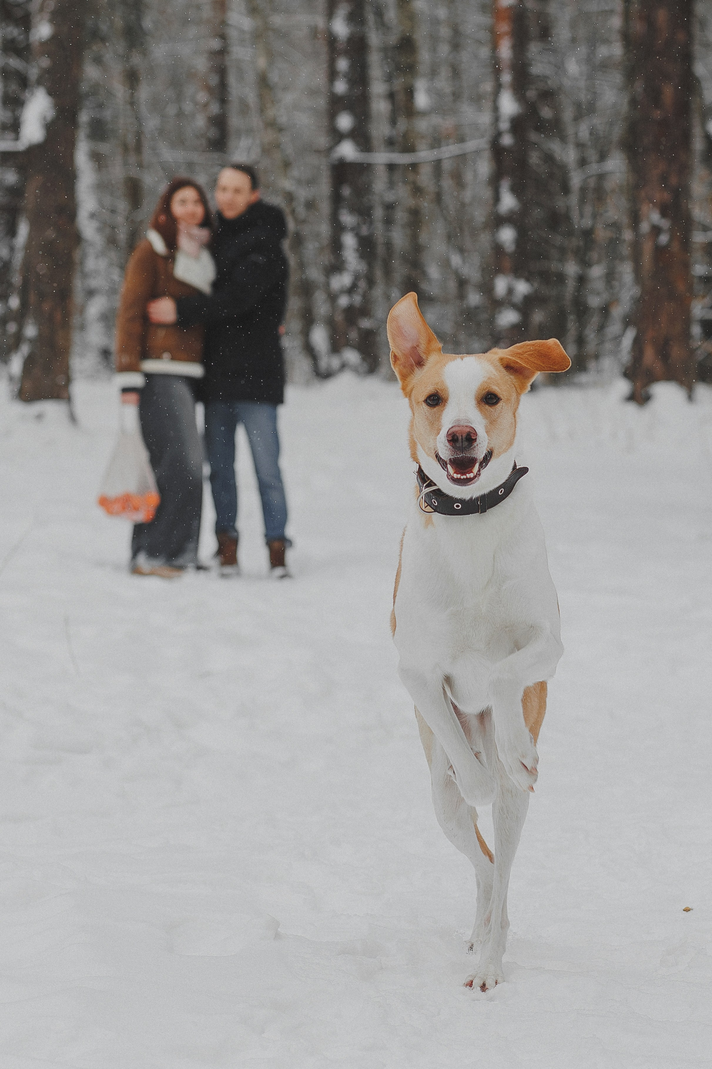 Зимняя фотосессия в лесу с собакой. Фотограф в Москве и Люберцах Анна Ушакова