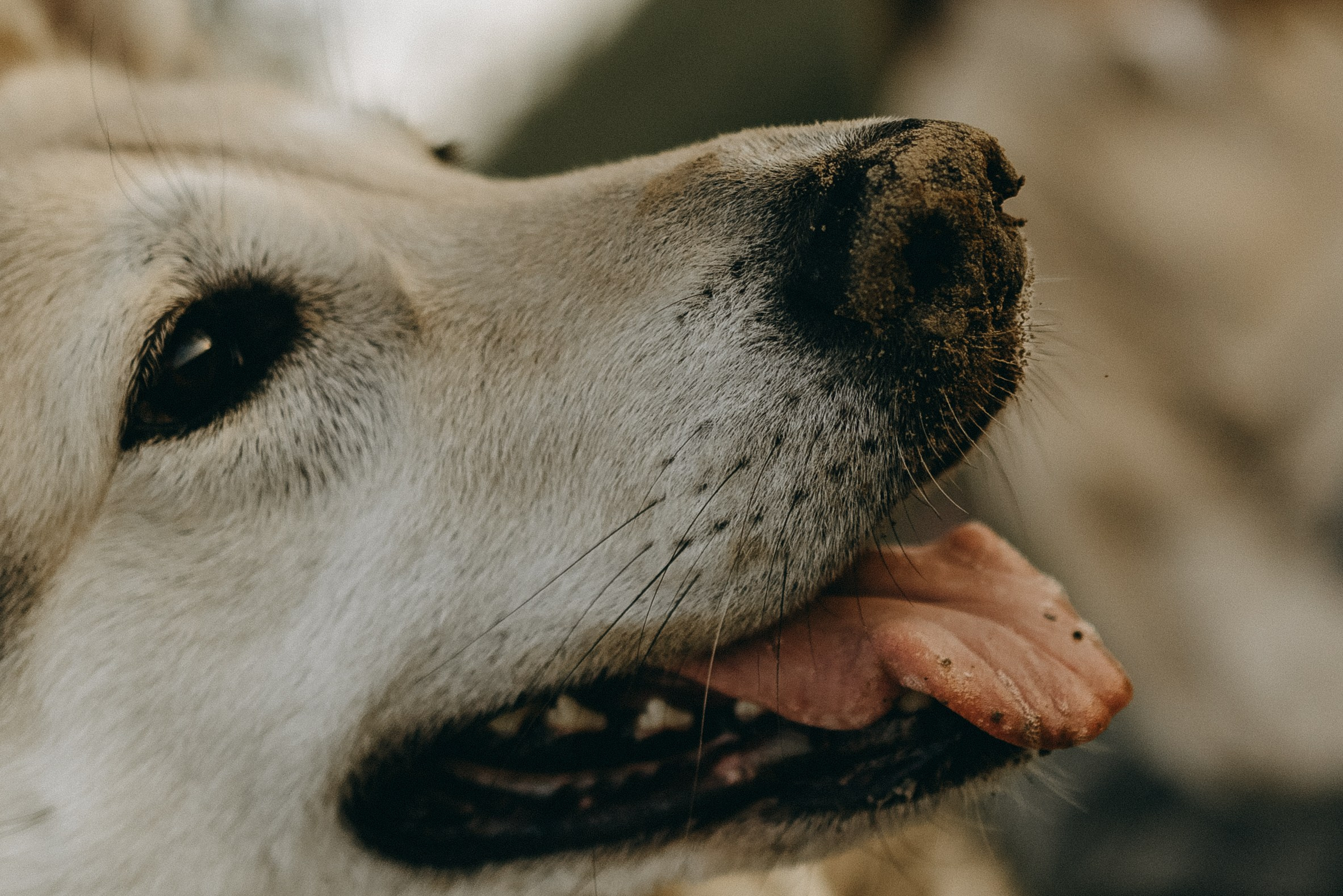 Саша и Зельда. Фотограф — Анималист | Санкт-Петербург