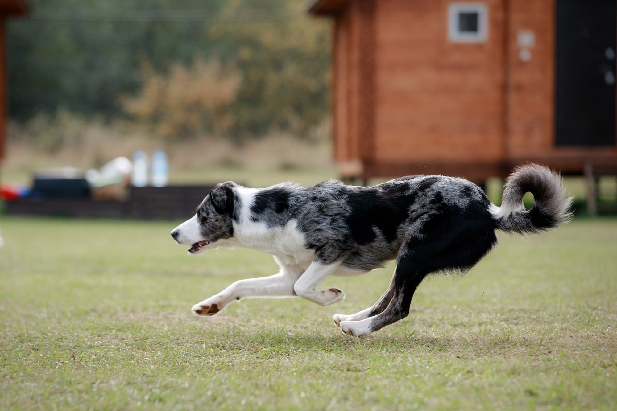 Лагерь по ОБД с Инной Баженовой. Фотограф-анималист Mary Mart — Москва, Питер