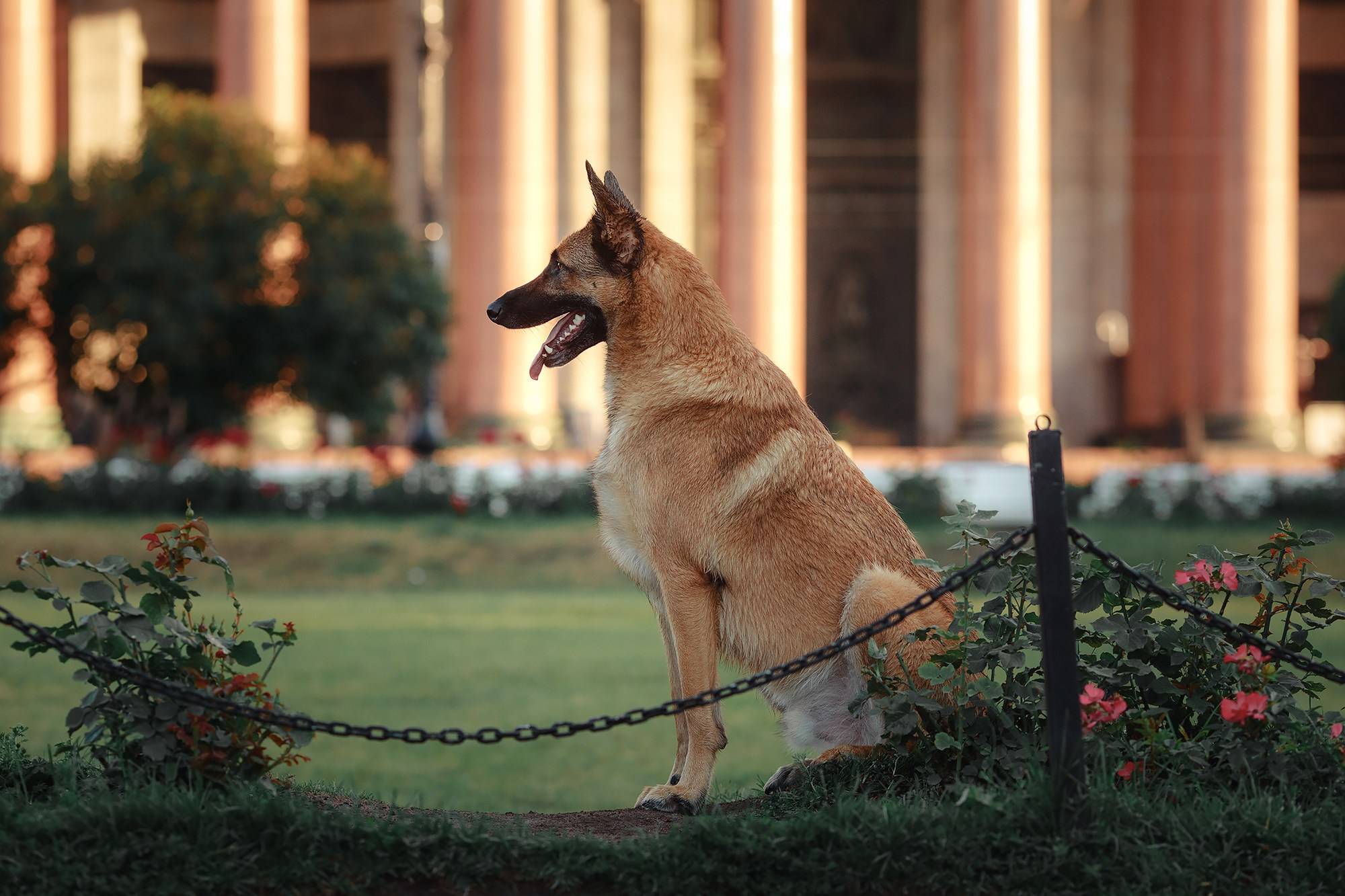 Алена, Кай и Мара. Фотограф-анималист Mary Mart — Москва, Питер