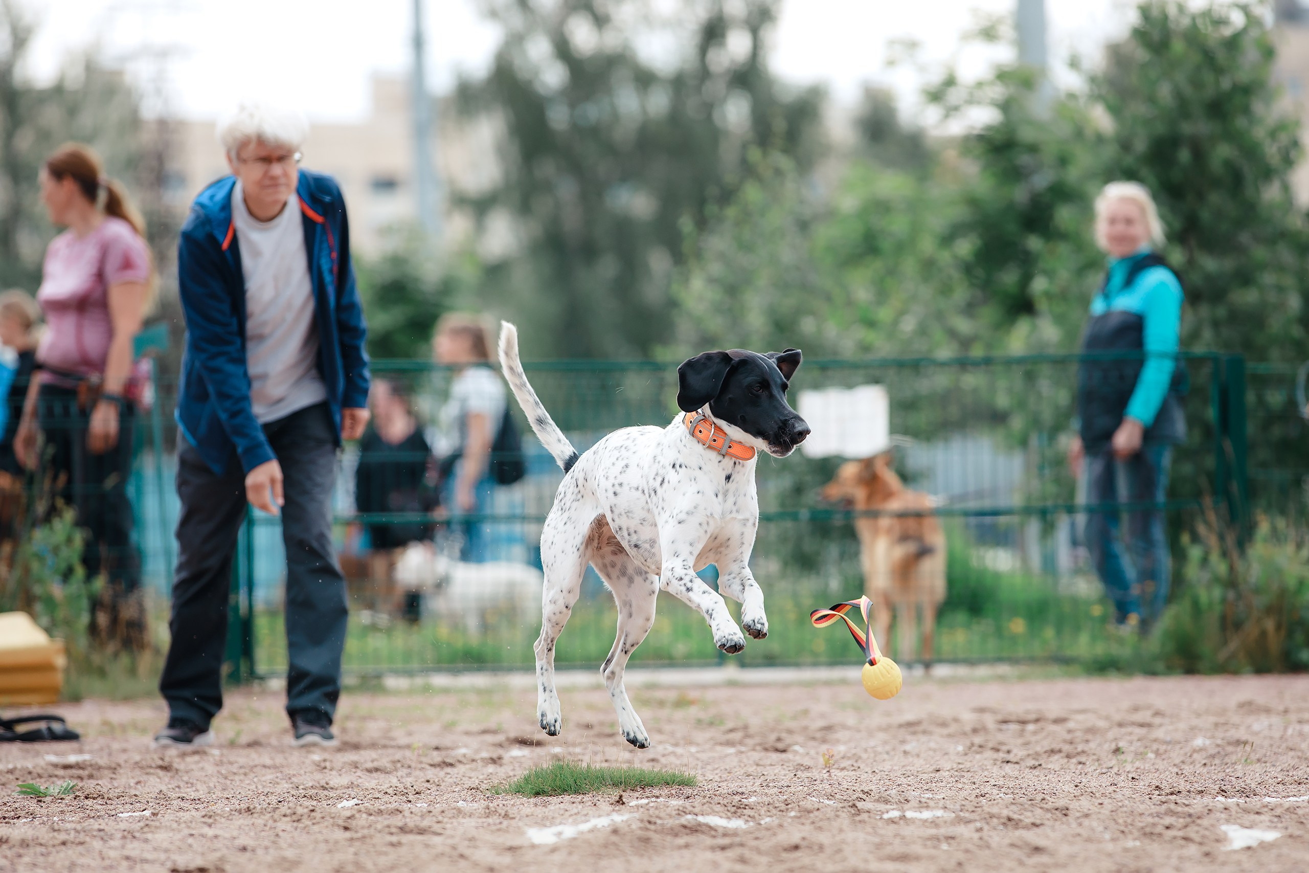 Питч&Гоу + веселые старты. Фотограф-анималист Mary Mart — Москва, Питер