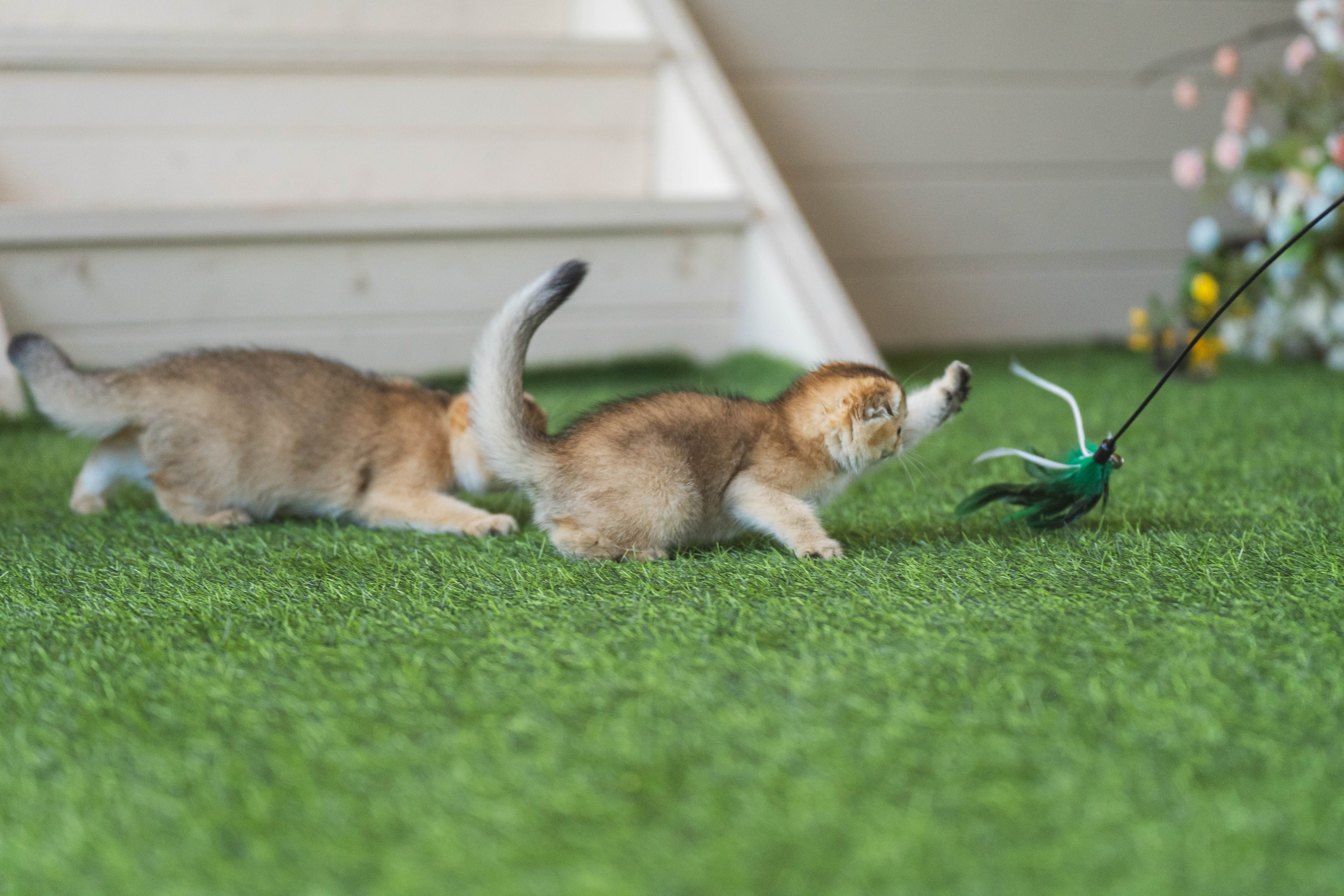 Питомник Шотландских кошек. Фотограф в Москве Ленарская Дарья