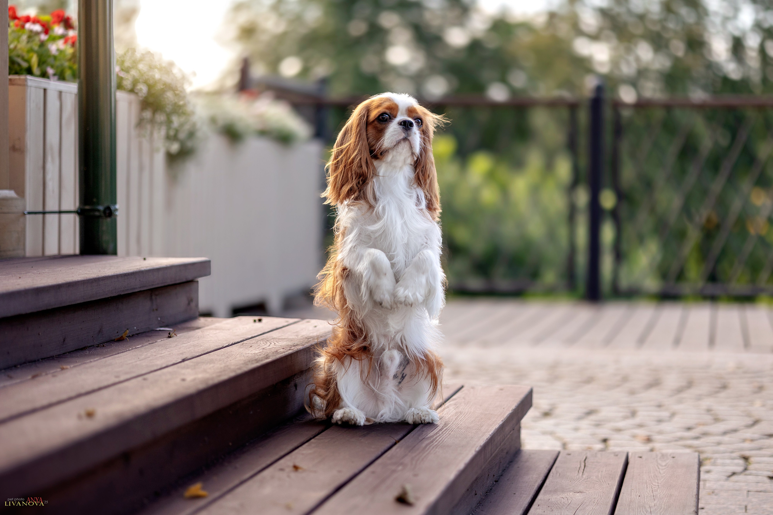 Маруся и Энди. Фотограф анималист Аня Ливанова | Рыбинск