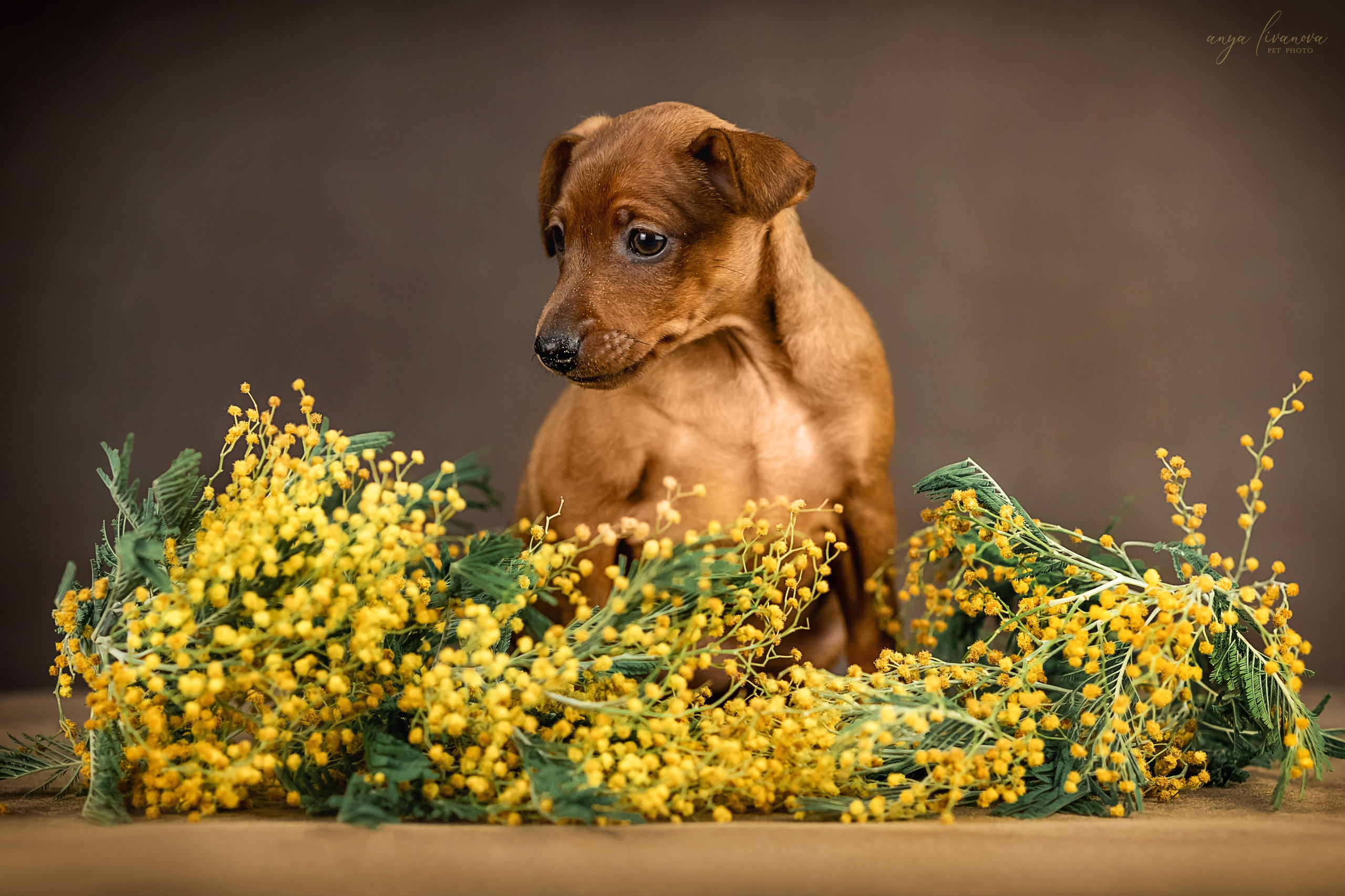 Пинчеры в мимозе. Фотограф анималист Аня Ливанова | Рыбинск