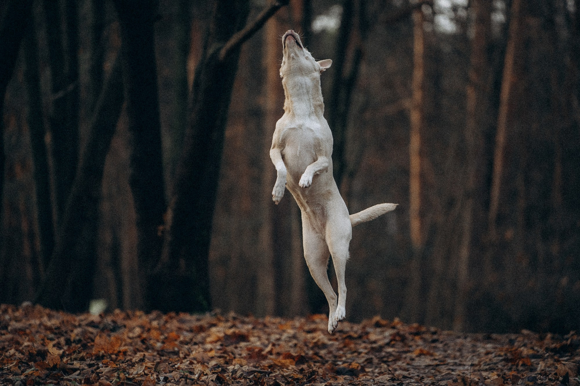 Туся. Фотограф анималист в Москве и Санкт-Петербурге Свиридова Анна