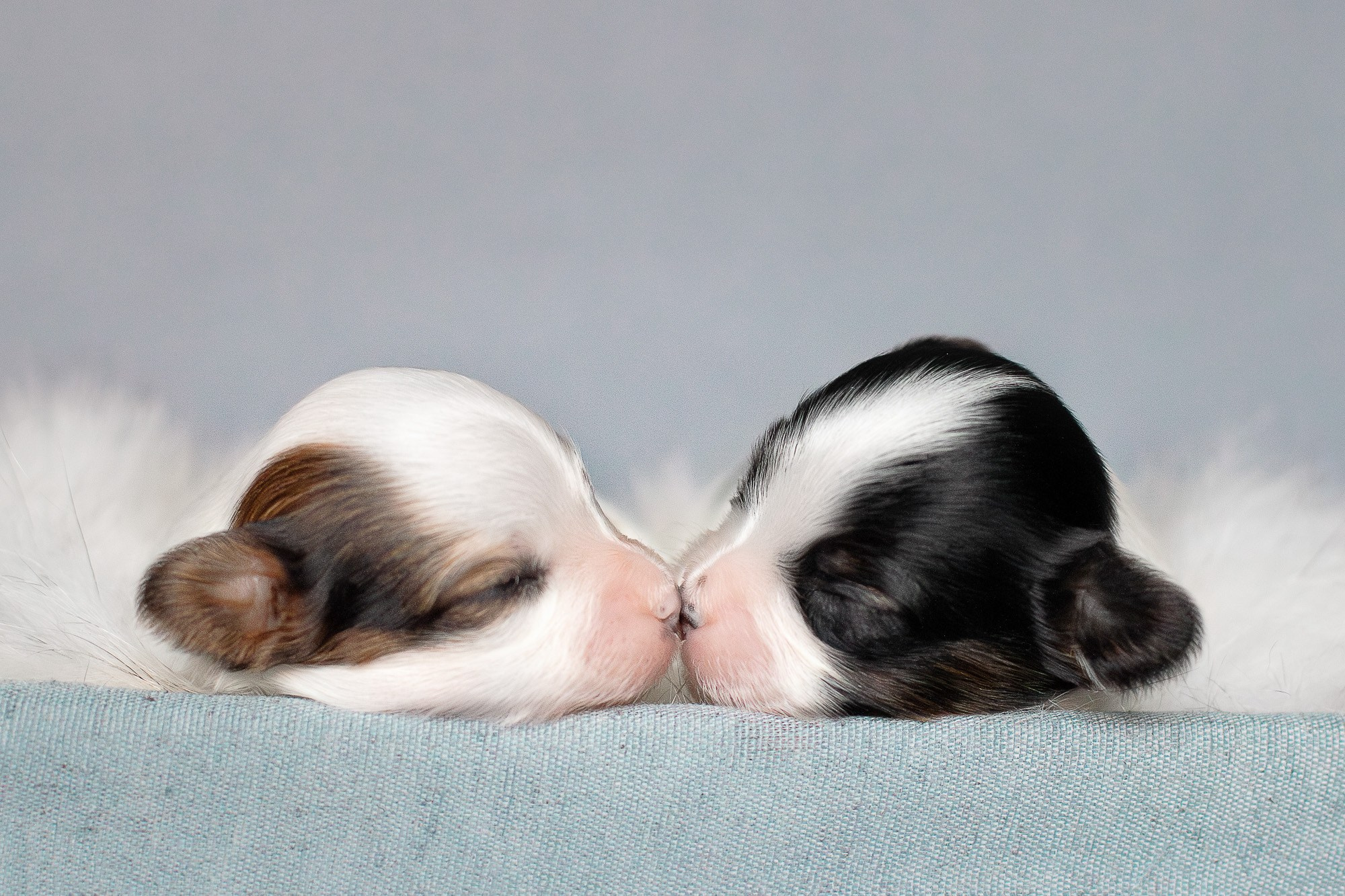 Папийоны (ньюборн). Фотограф анималист, семейный фотограф, фотограф собак Комратова Мария. г. Москва