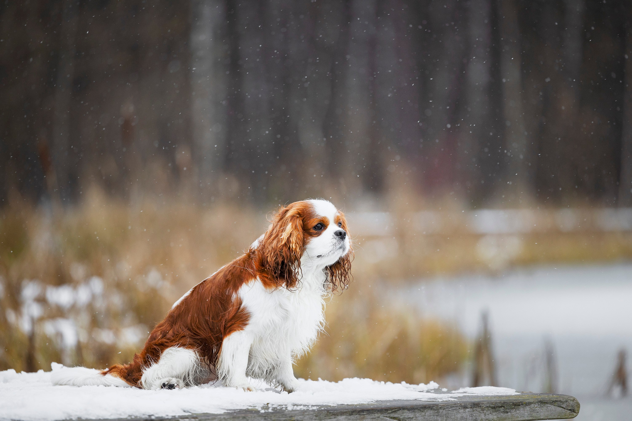 Кавалер Кинг Чарльз Спаниель и Людмила. Фотограф анималист, семейный фотограф, фотограф собак Комратова Мария. г. Москва