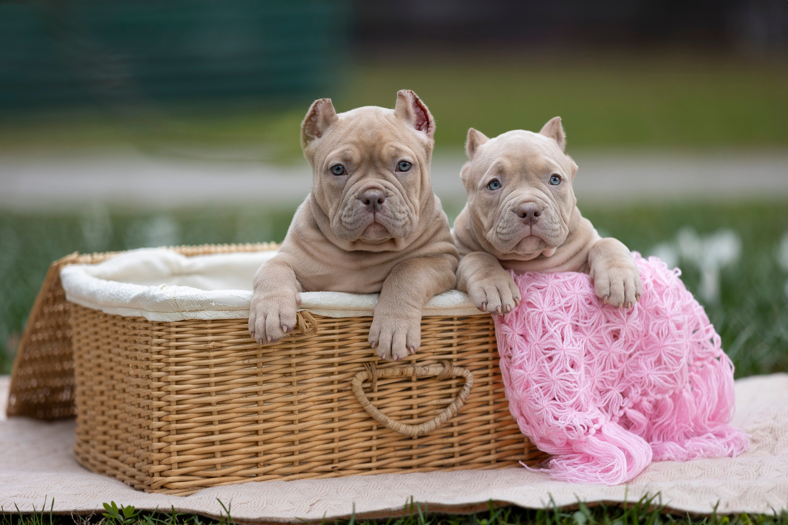 Американский Булли. Фотограф анималист, семейный фотограф, фотограф собак Комратова Мария. г. Москва