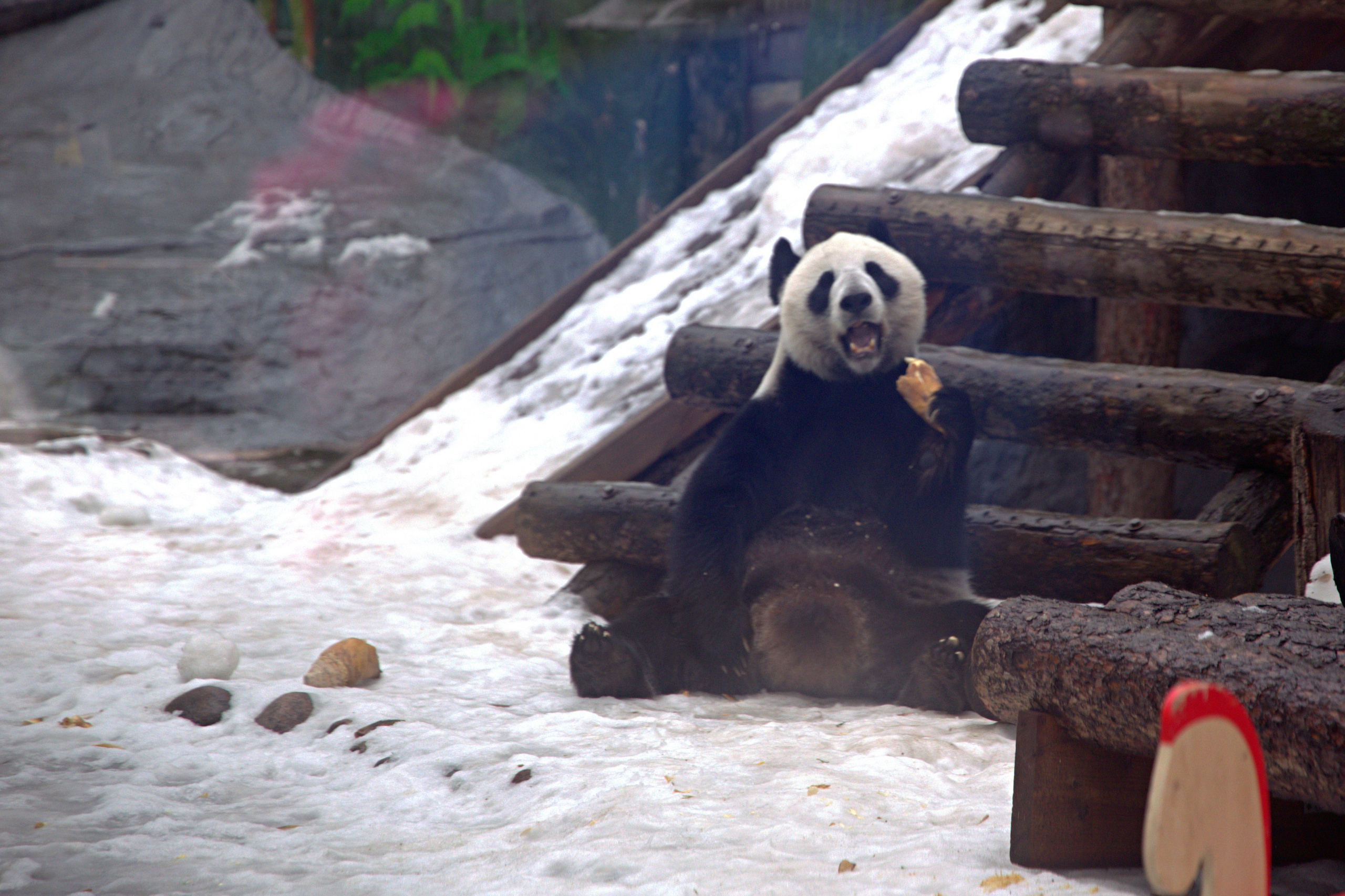 ЗООПАРК. ФОТОГРАФ В МОСКВЕ СТАНИСЛАВ КОБЗЕВ