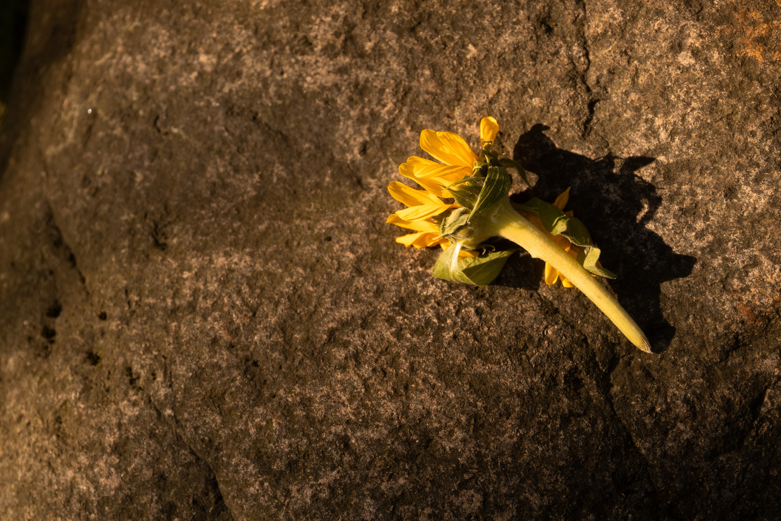 Таня и Ваня, площадка «Таёжный». Свадебный фотограф | Москва