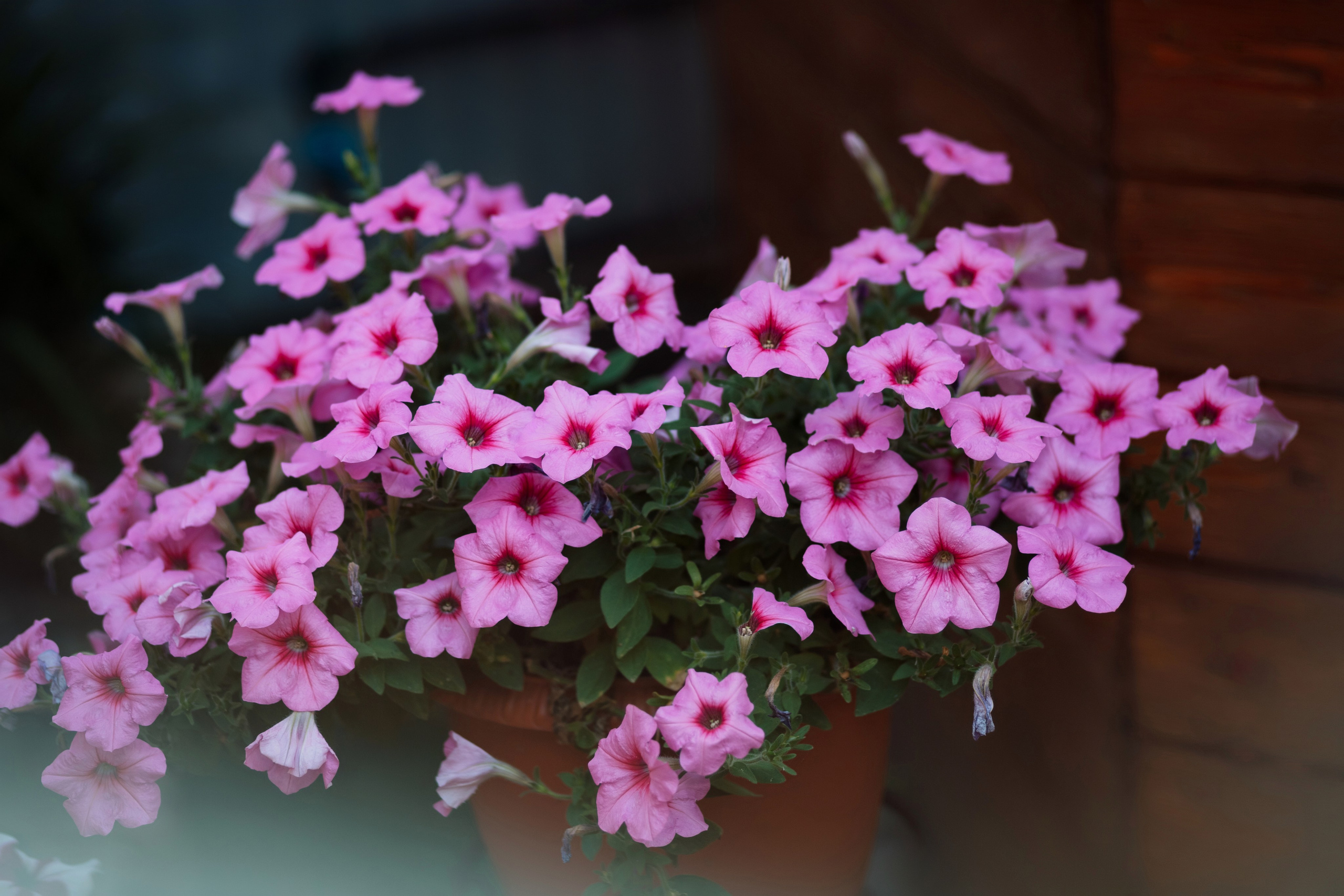 18 лет. Вера Соколова фотограф Воронеж