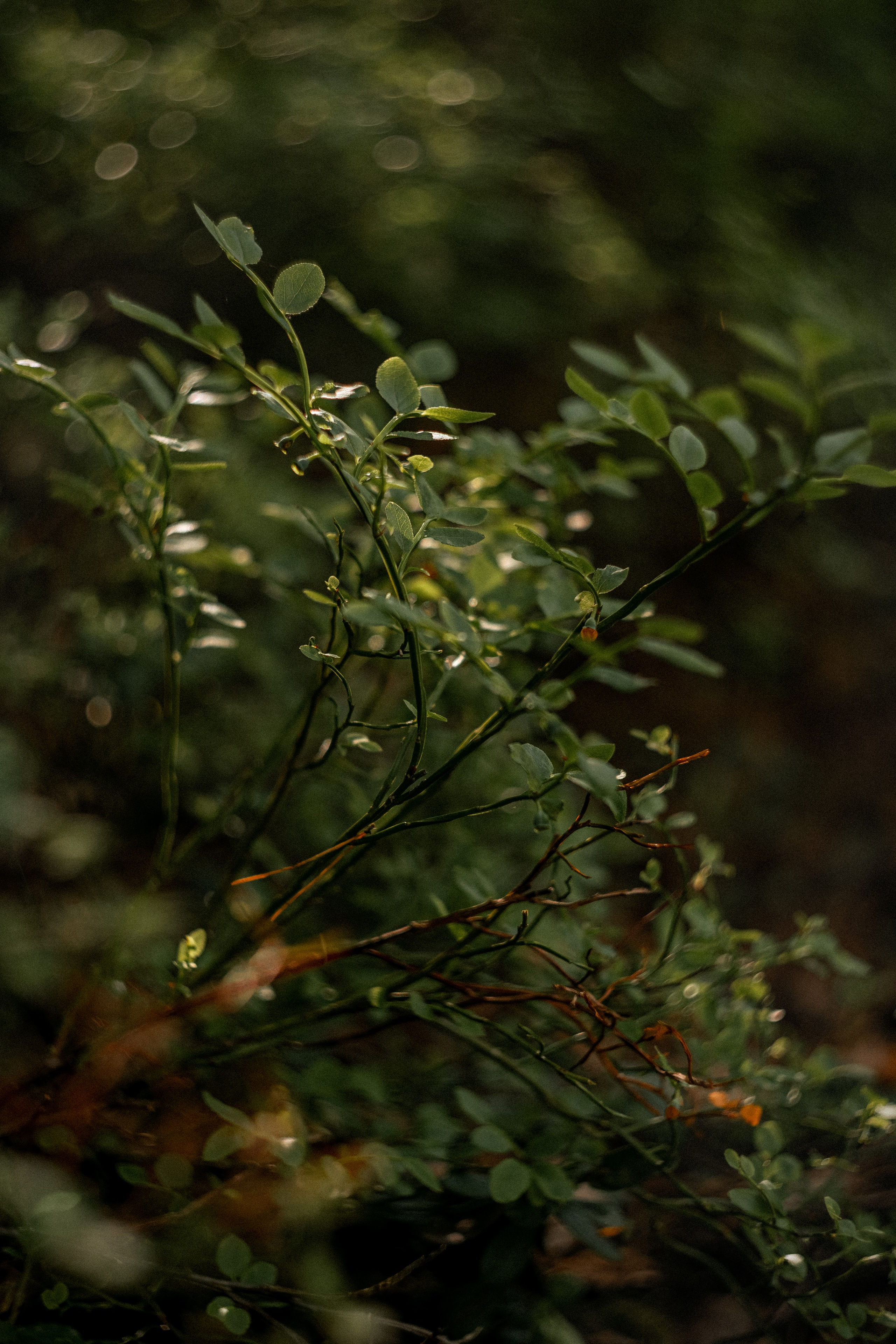 Карелия — место силы. Юля Дэй • Фотограф, Санкт-Петербург