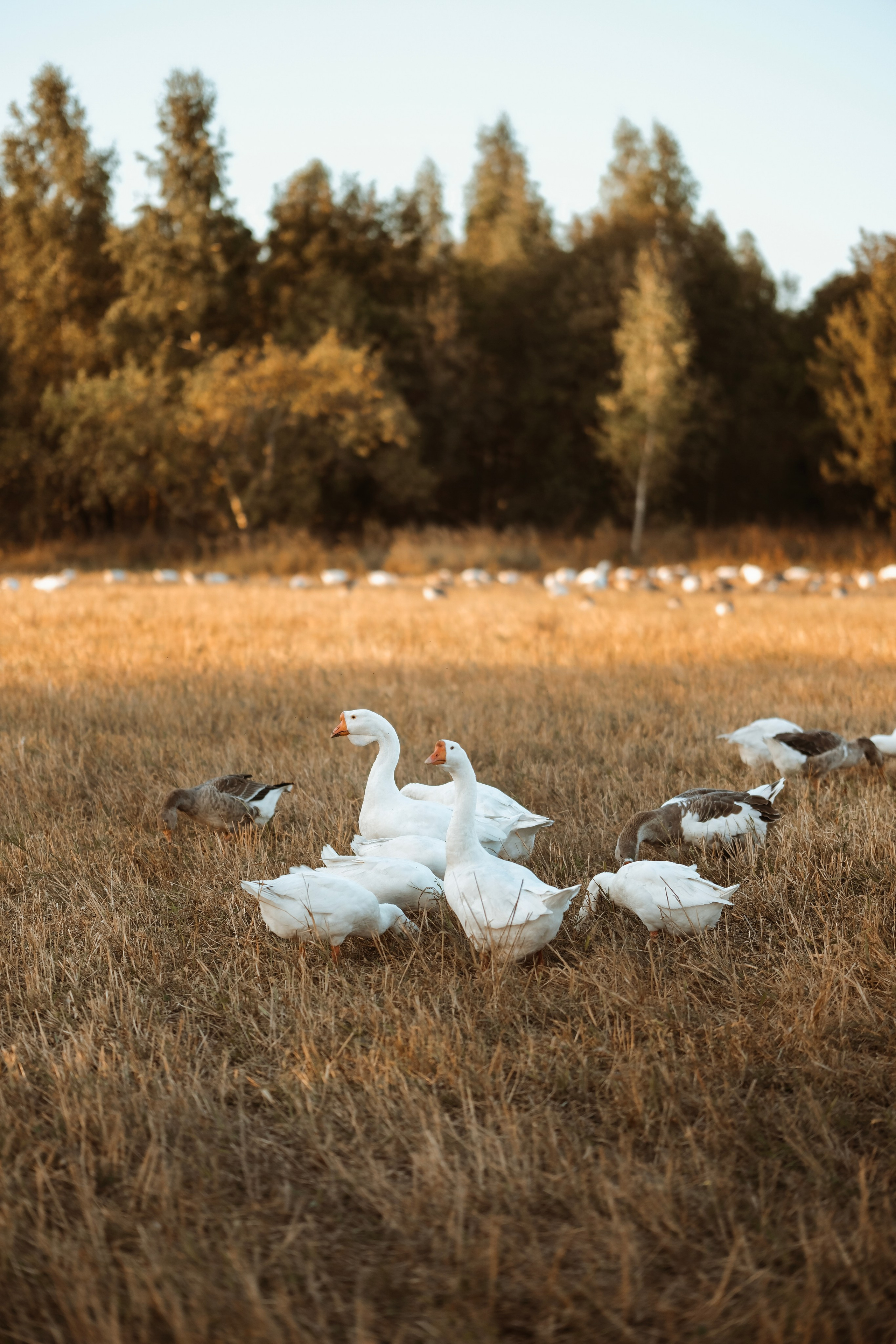 По полюшку. Фотограф новорожденных в Брянске Анжелика Прохоренкова