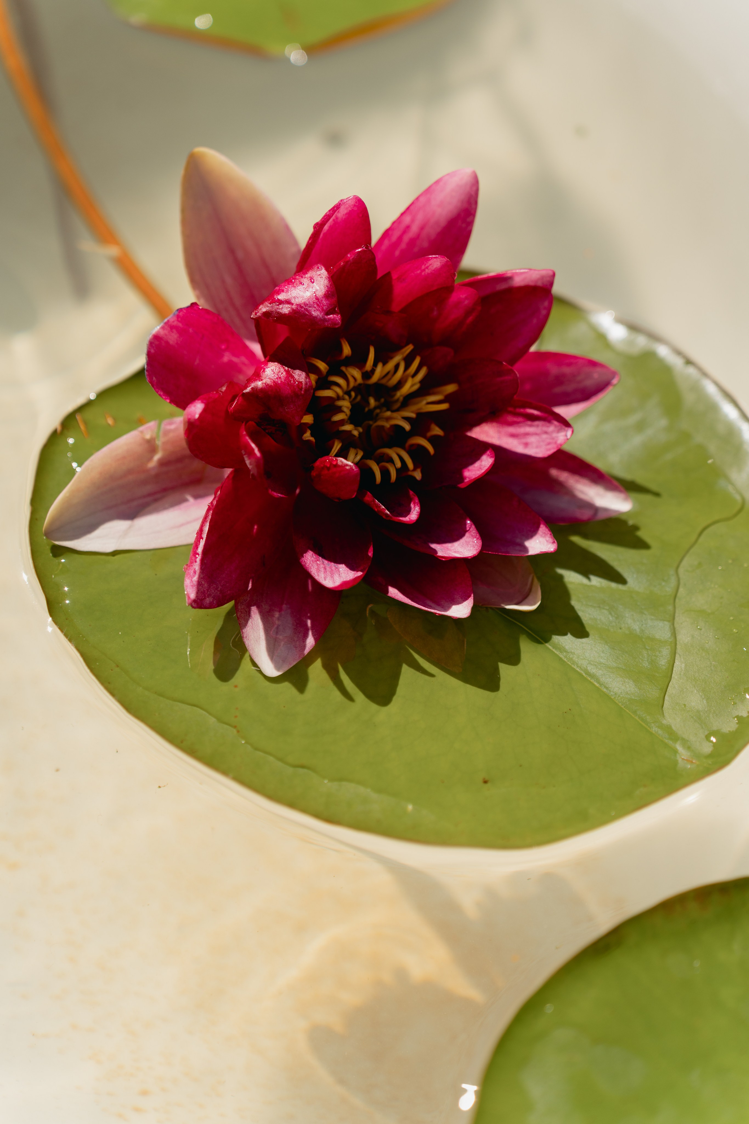 Наталья. Виктория Саханкова — портретный и семейный фотограф в Москве