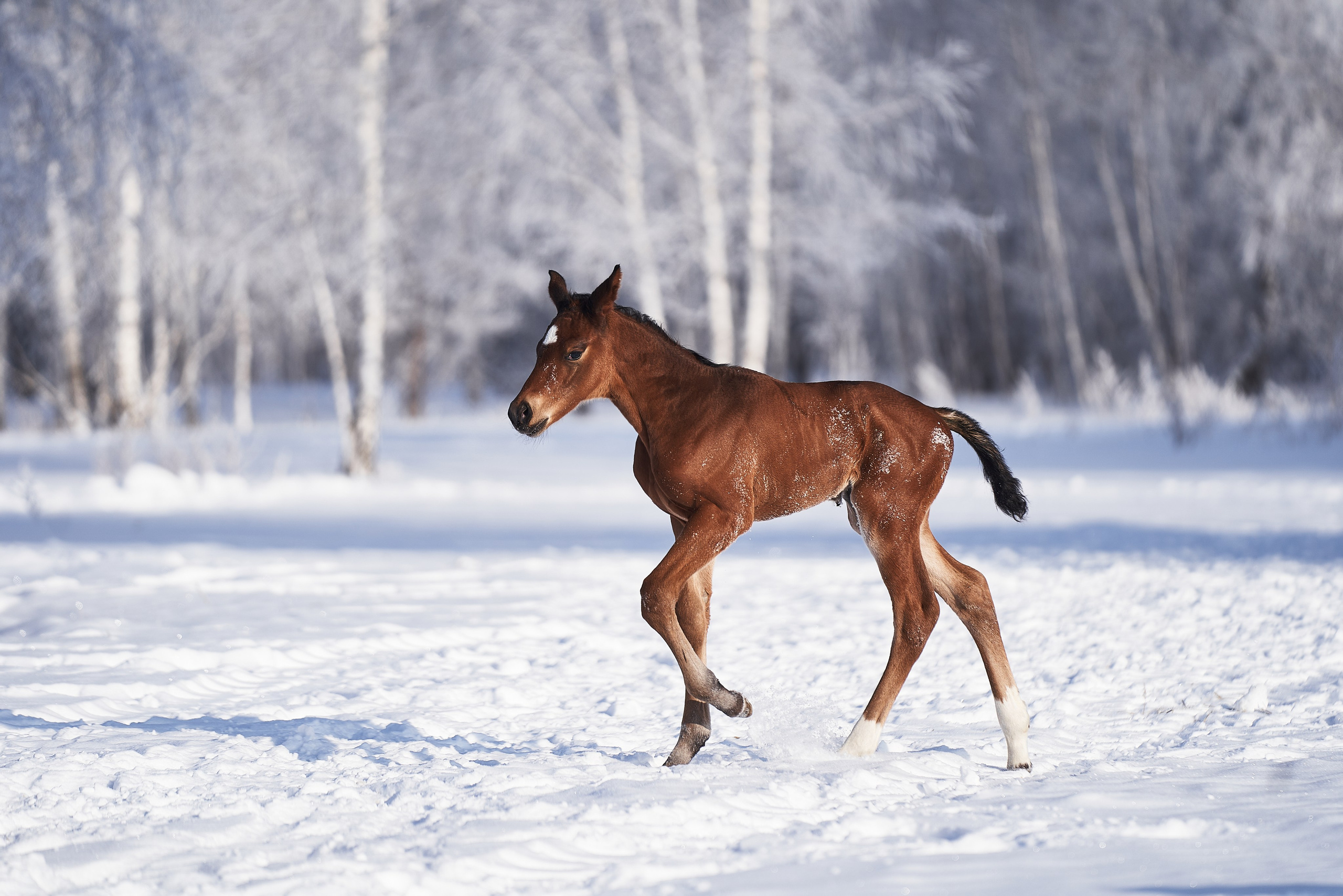 Жеребята КСОЦ «Свобода». Фотосессии с лошадьми в Москве, Новосибирске