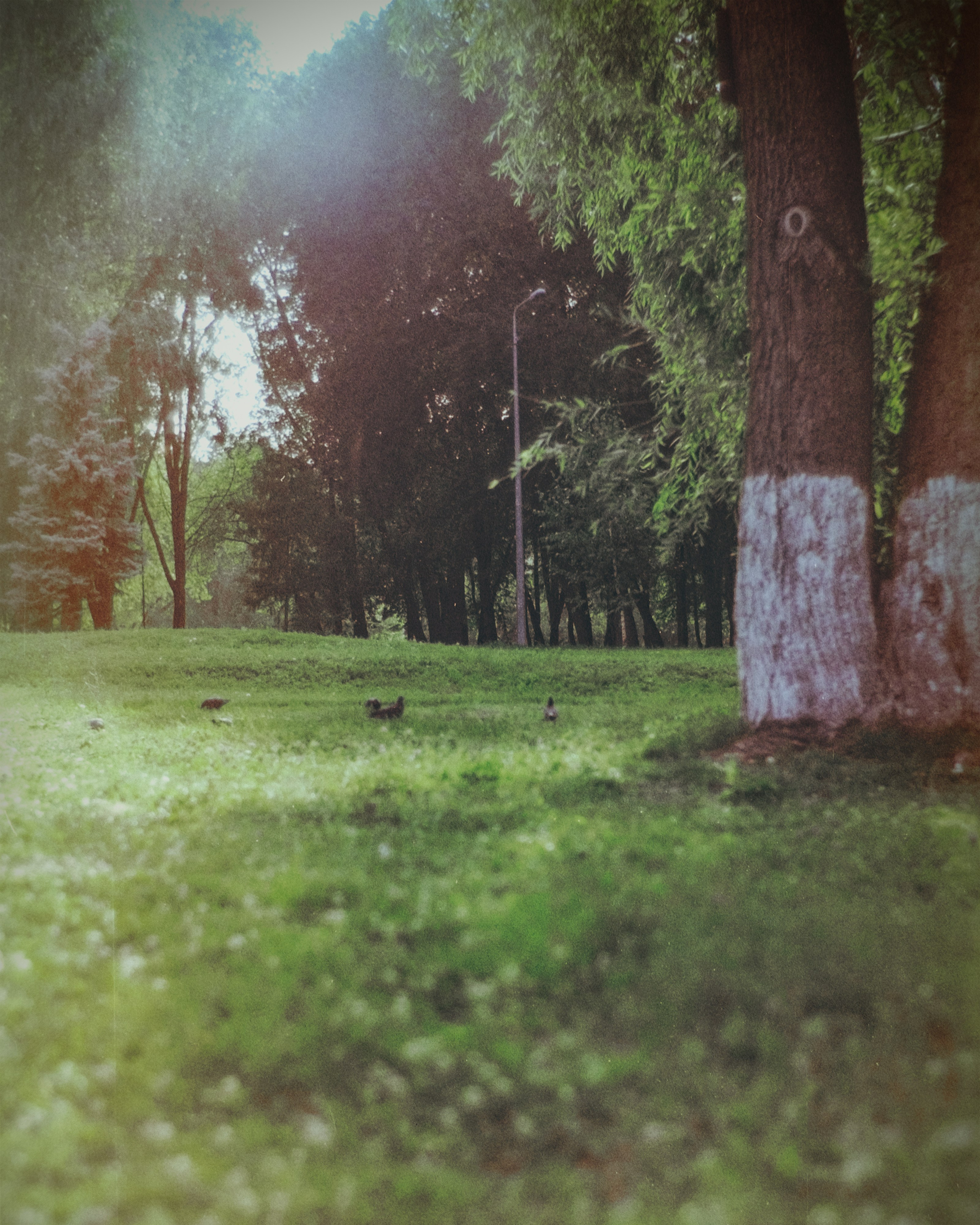 Пленочная история. Дмитрий Пропадалин, Нейрофотография