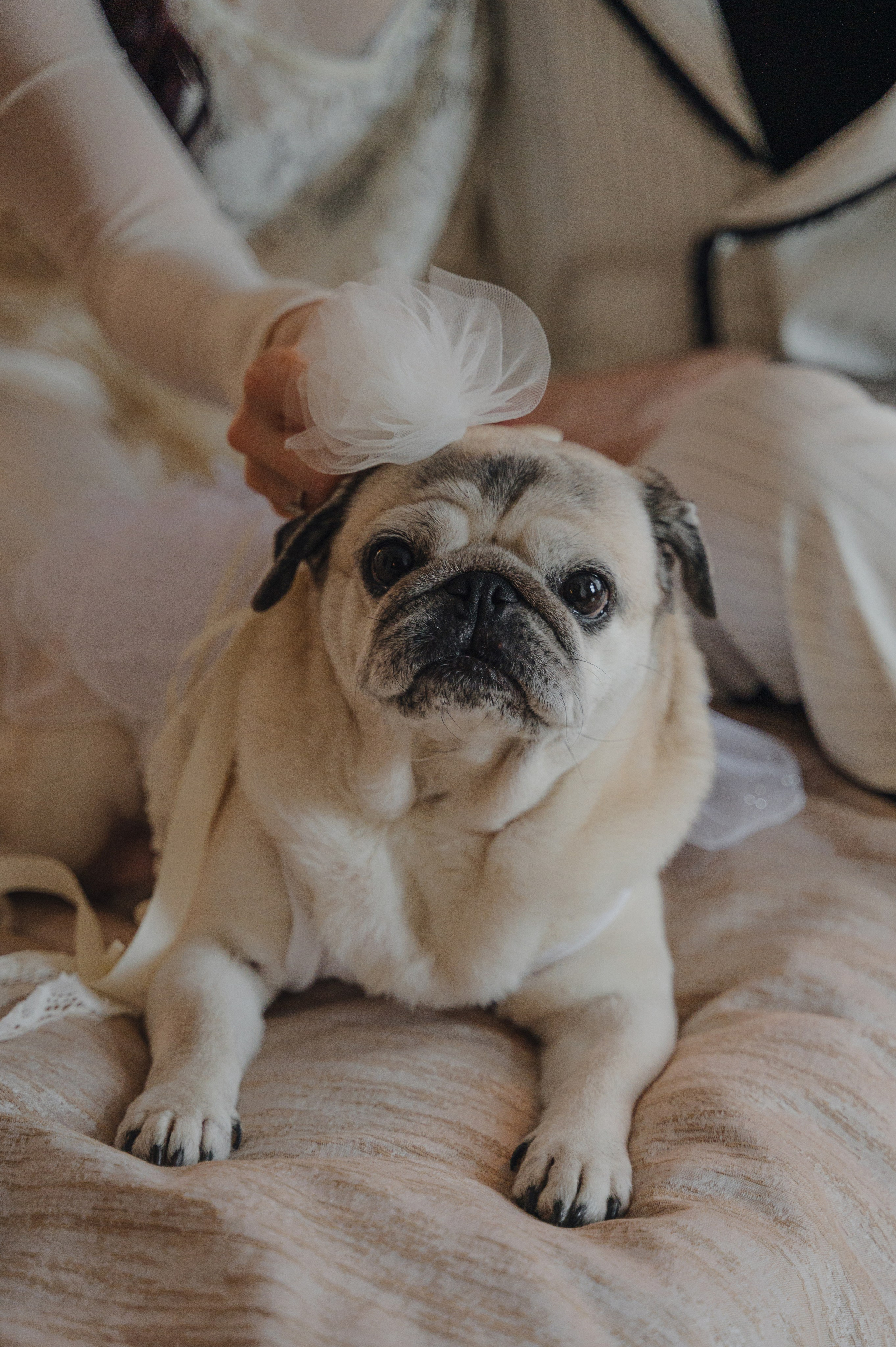 Денис и Анастасия. Метрополь и Особняк Спиридонова. Свадебный фотограф Москва и Санкт-Петербург. Анастасия Чудина