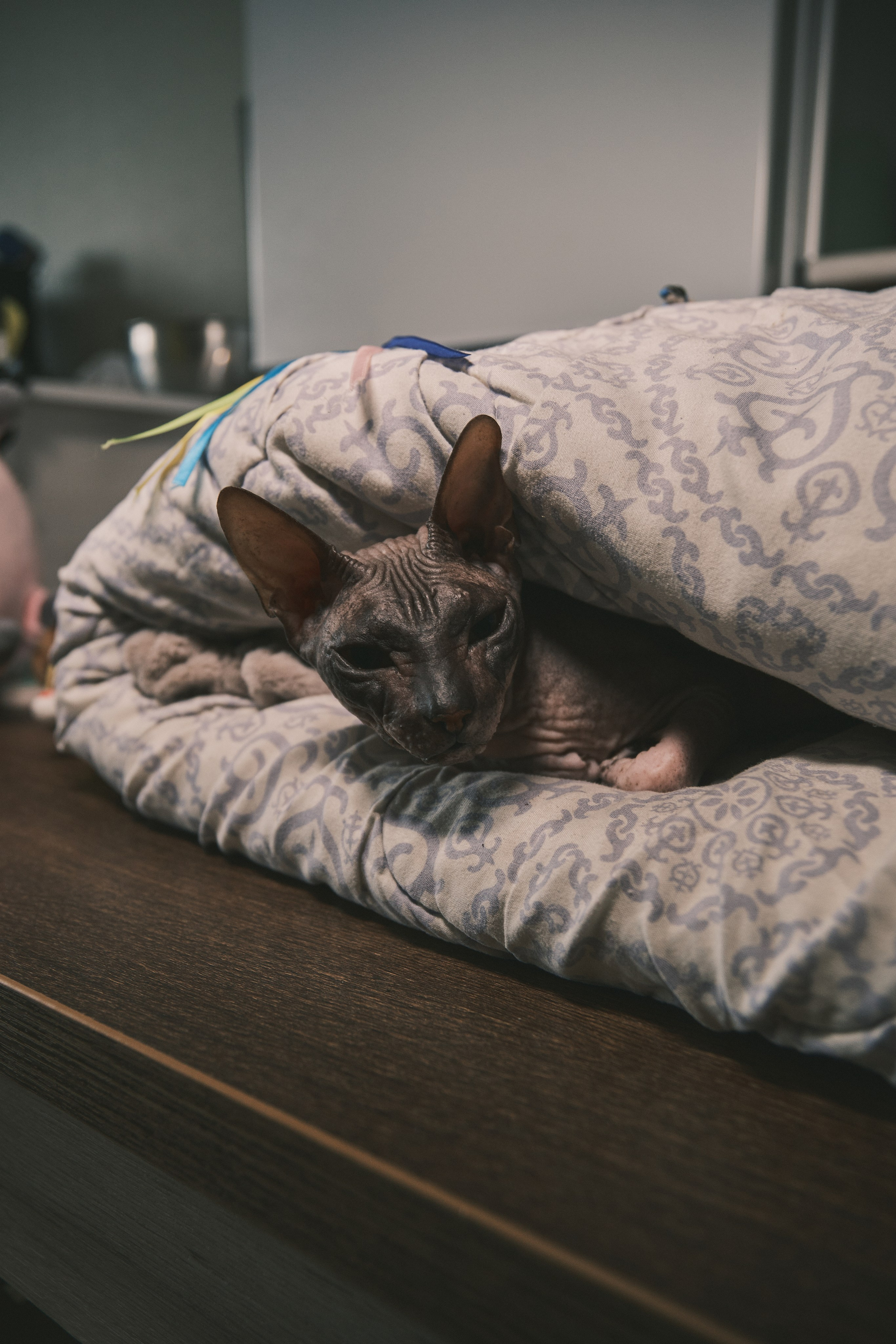 Семья Аблясовых