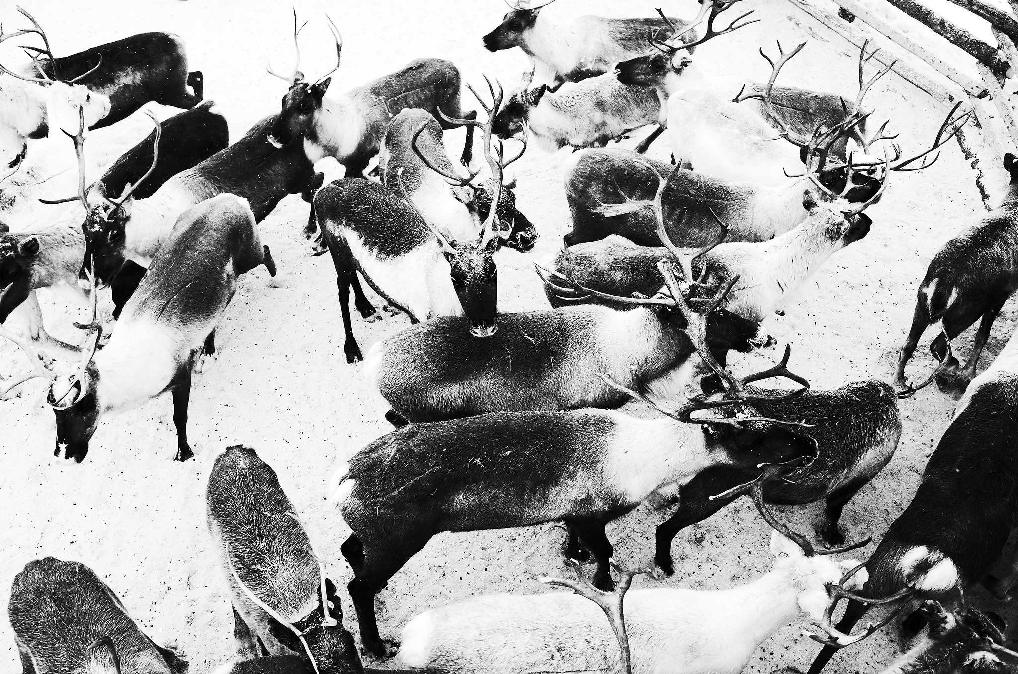 Кораль. На север к оленям. Репортажный фотограф в Сочи — Михаил Мордасов