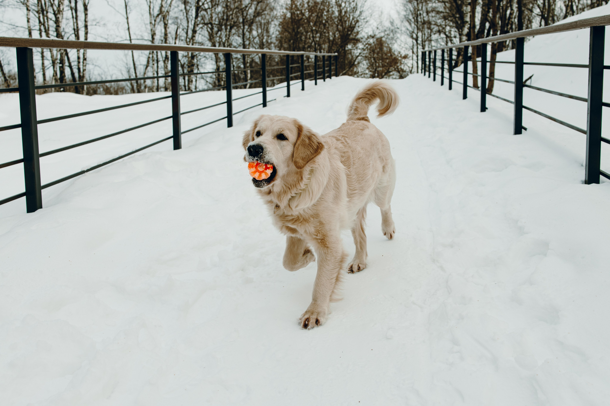 Эва и Настя. Анна Самохина. Фотограф. Москва