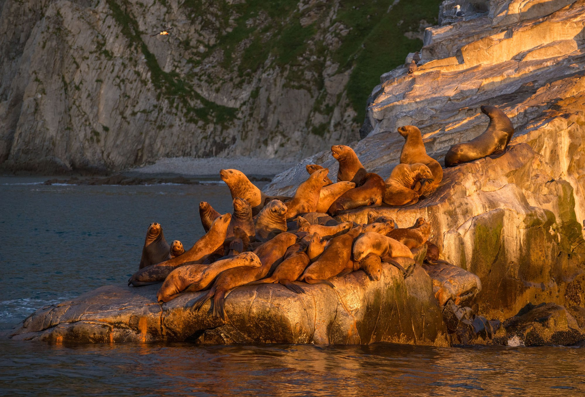 Фотографии животный мир России