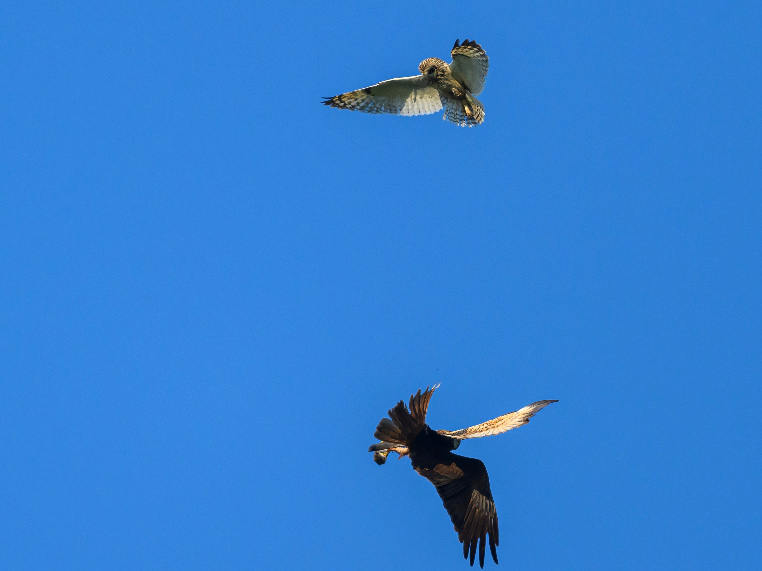 Грабеж средь бела дня. Сова отдает добычу луню. Wildlife photography by Sergey Puponin