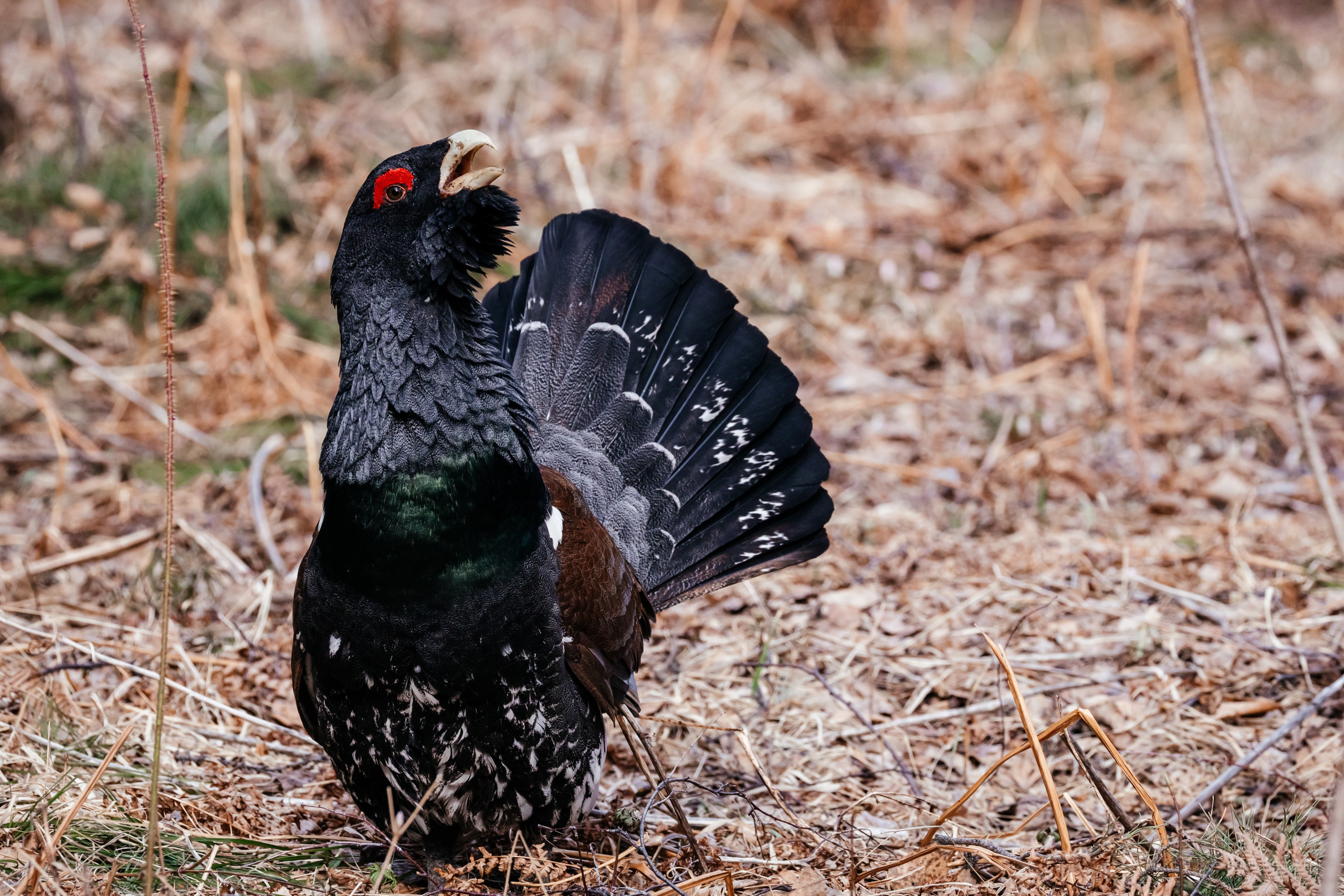 Глухарь. Фотограф в Красноярске Оксана Корчагина