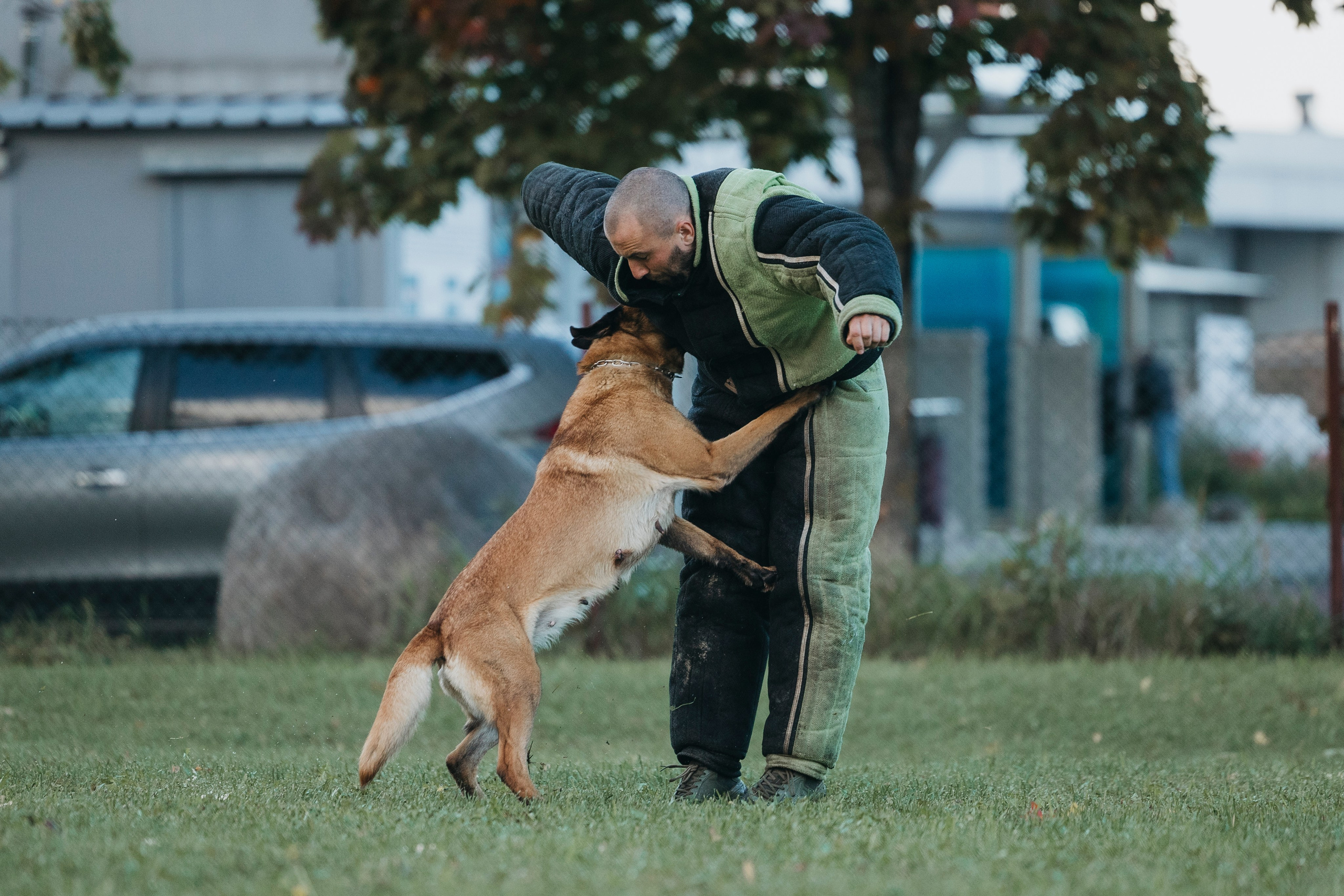 Испытания по мондьорингу г. Пушкин 29.09.2024. Фотограф-анималист Анна Маринич