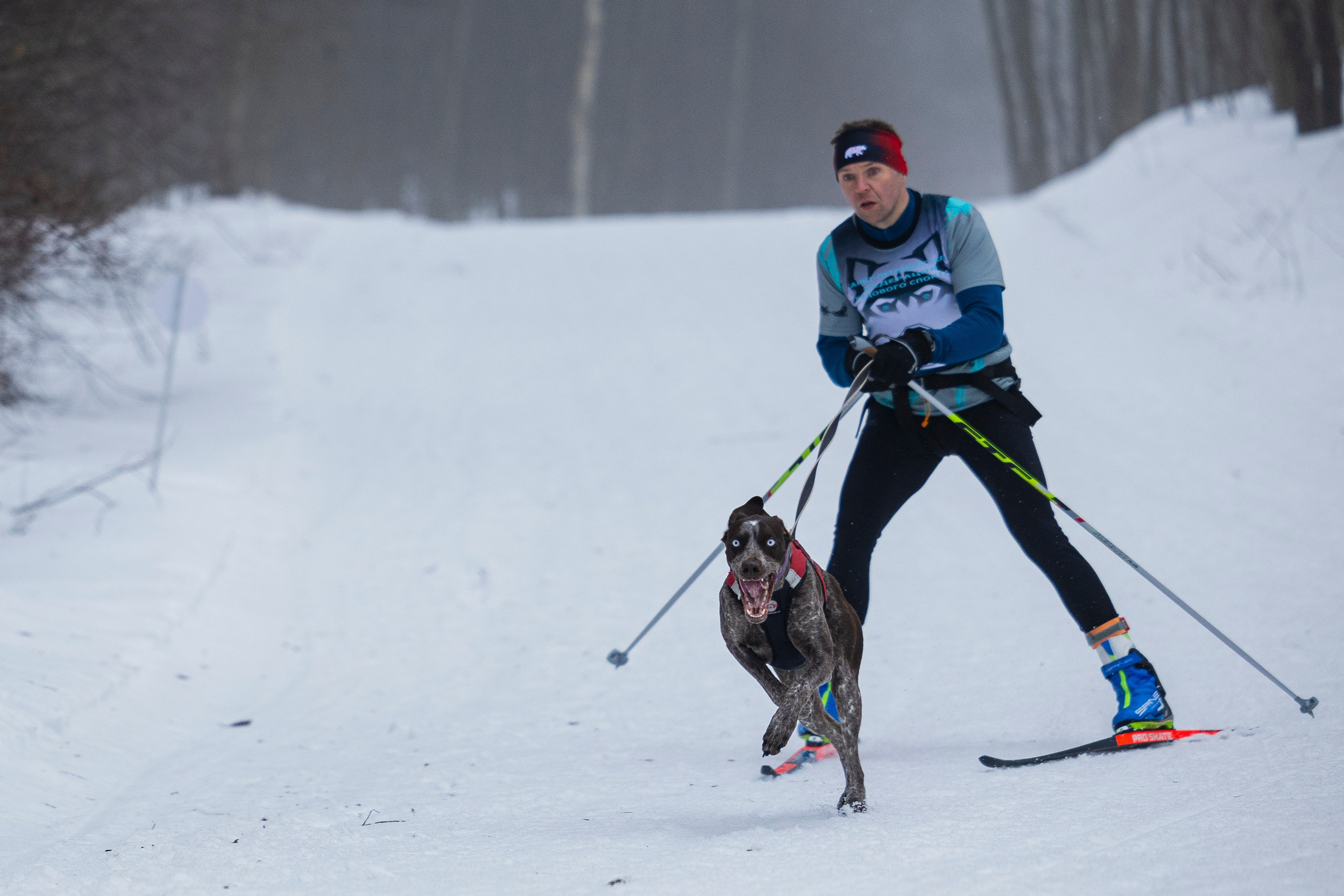 Зимний Чемпионат Санкт-Петербурга по ездовому спорту. Фотограф-анималист Анна Маринич