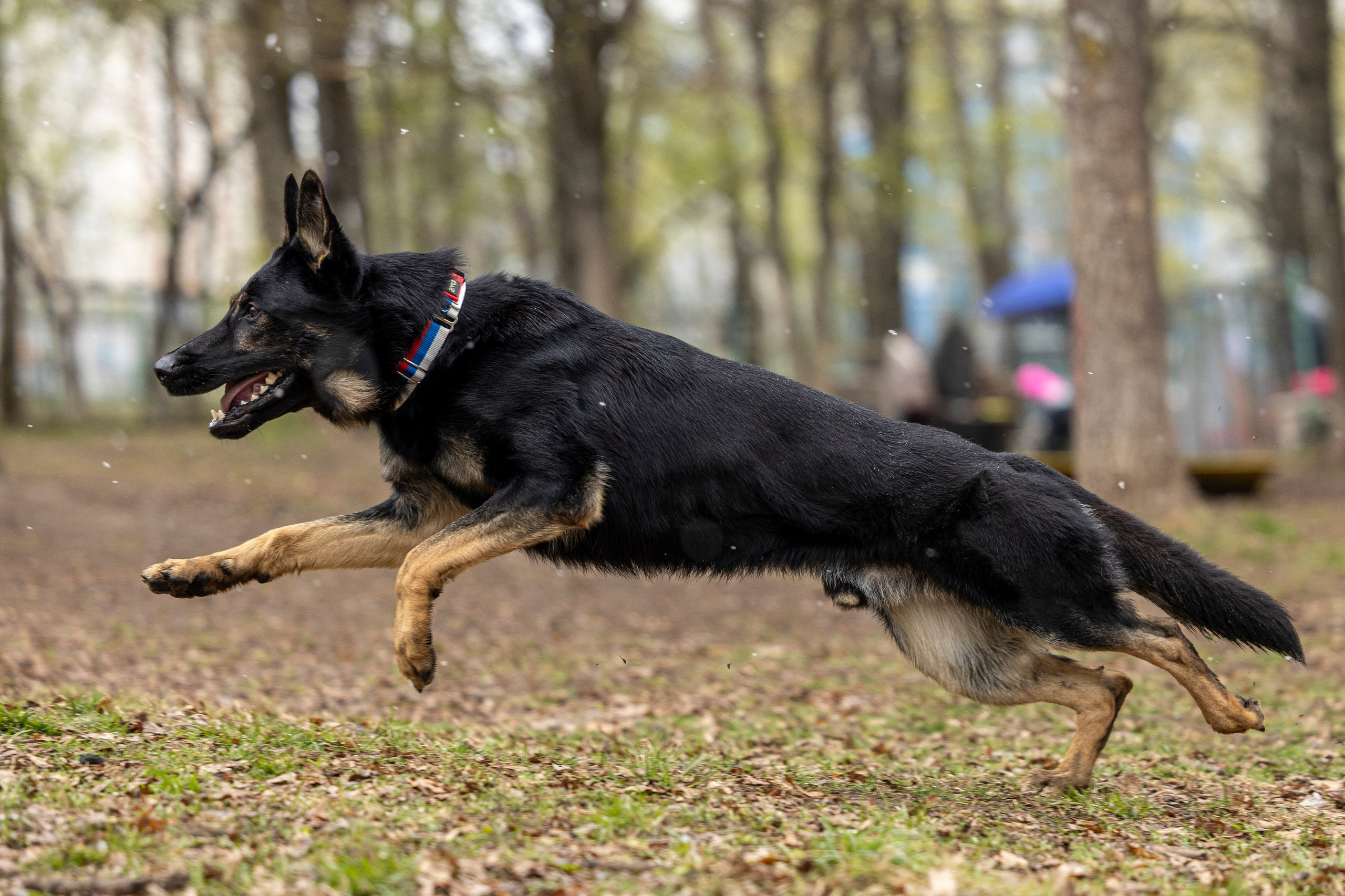 Квалификационные состязания по мондьорингу г. Вологда 11.05.24. Фотограф-анималист Анна Маринич
