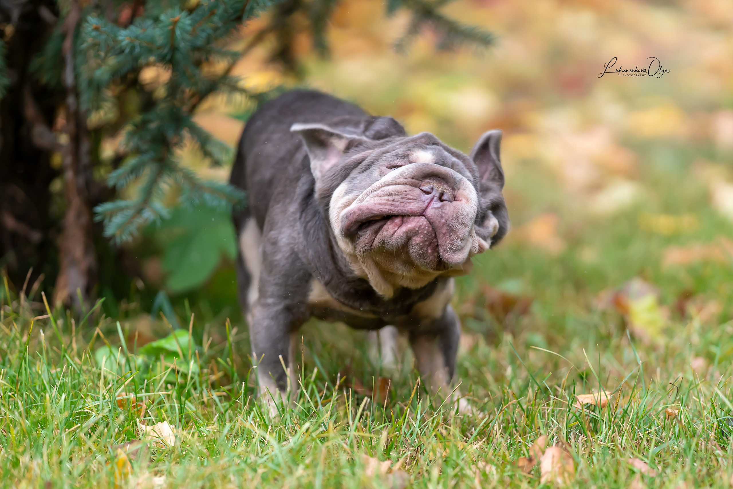 Бульдоги. Фотограф анималист Ольга Луканенкова в Москве