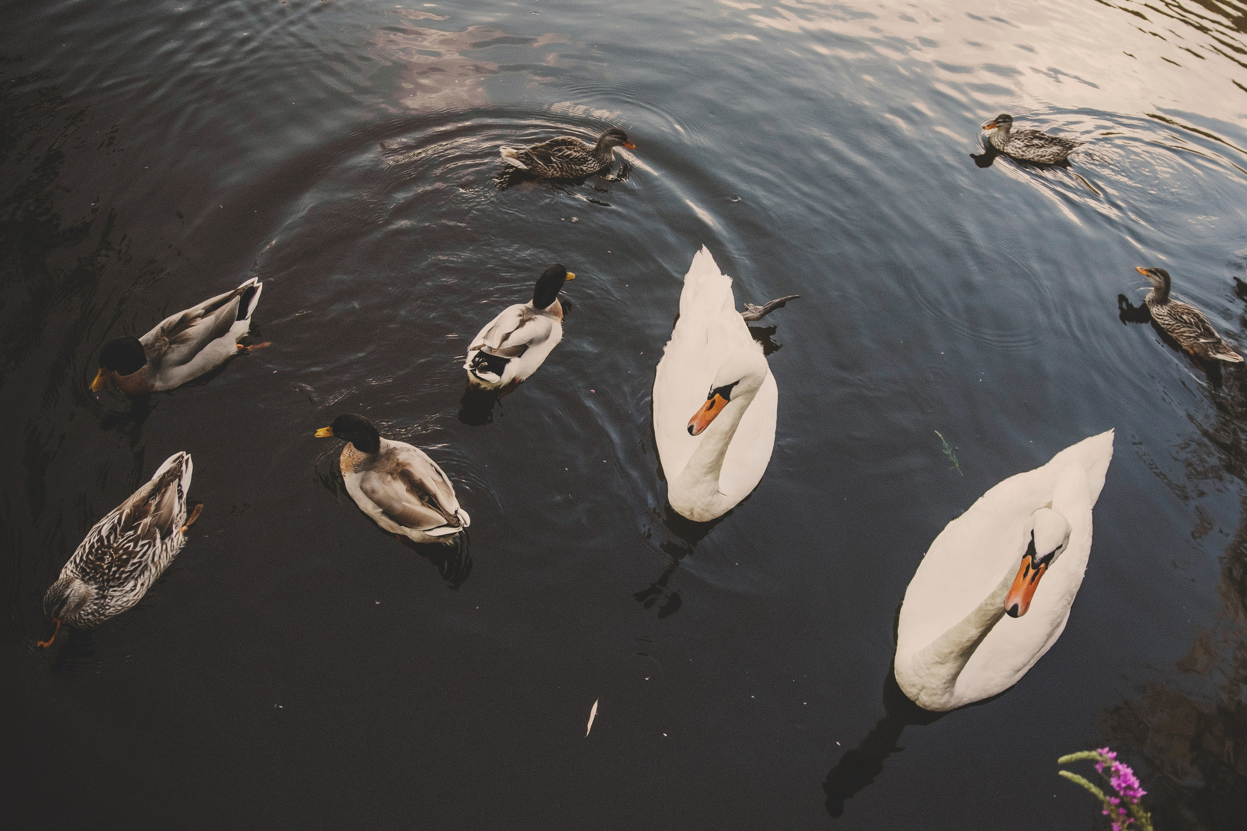 Семья Татьяны. Свадебный и семейный фотограф Колоскова Мария (Сочи и весь мир)