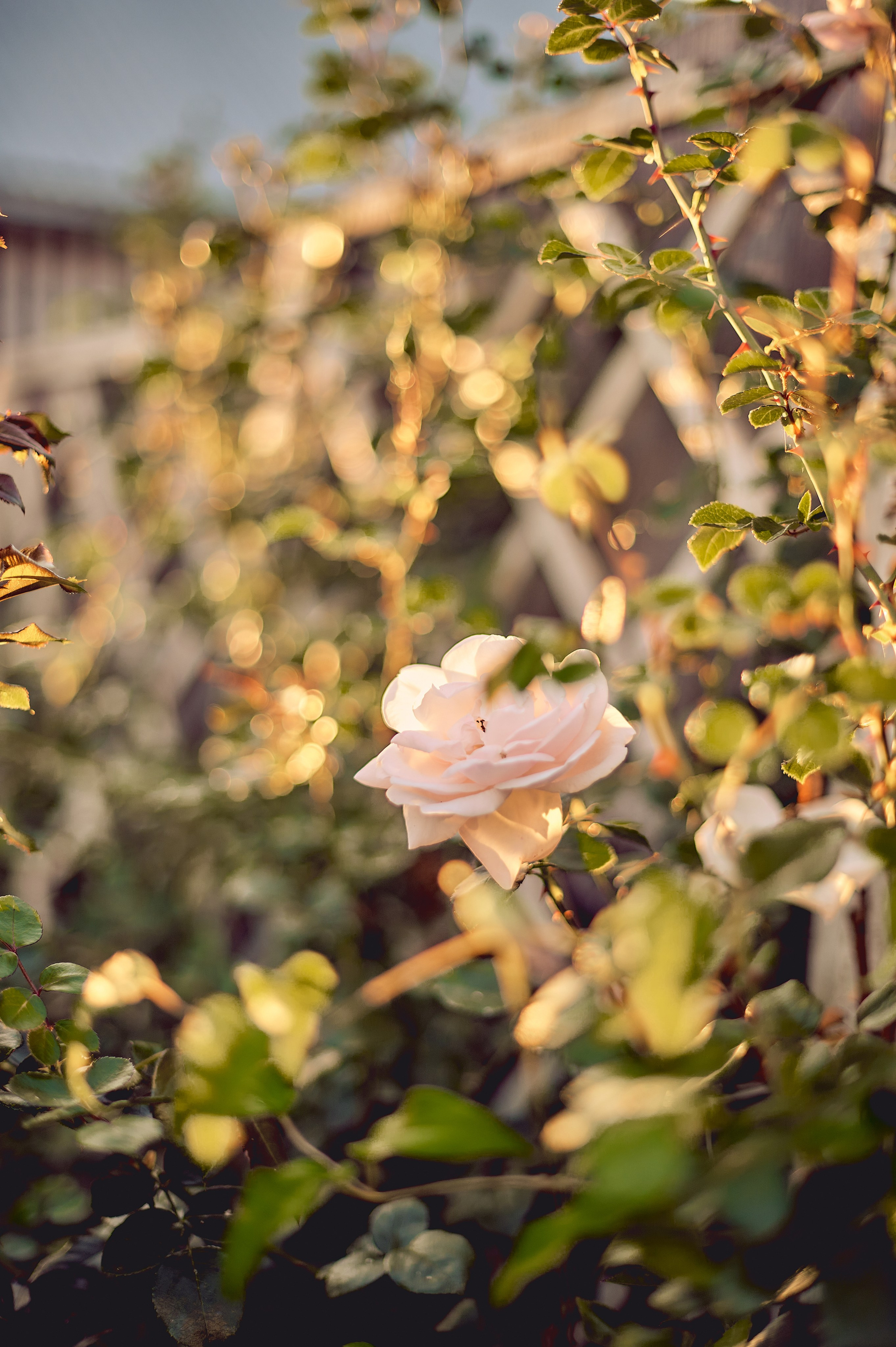 МАРТУШЕ 18. Свадебный и семейный фотограф РИТА БОЧКАРЁВА