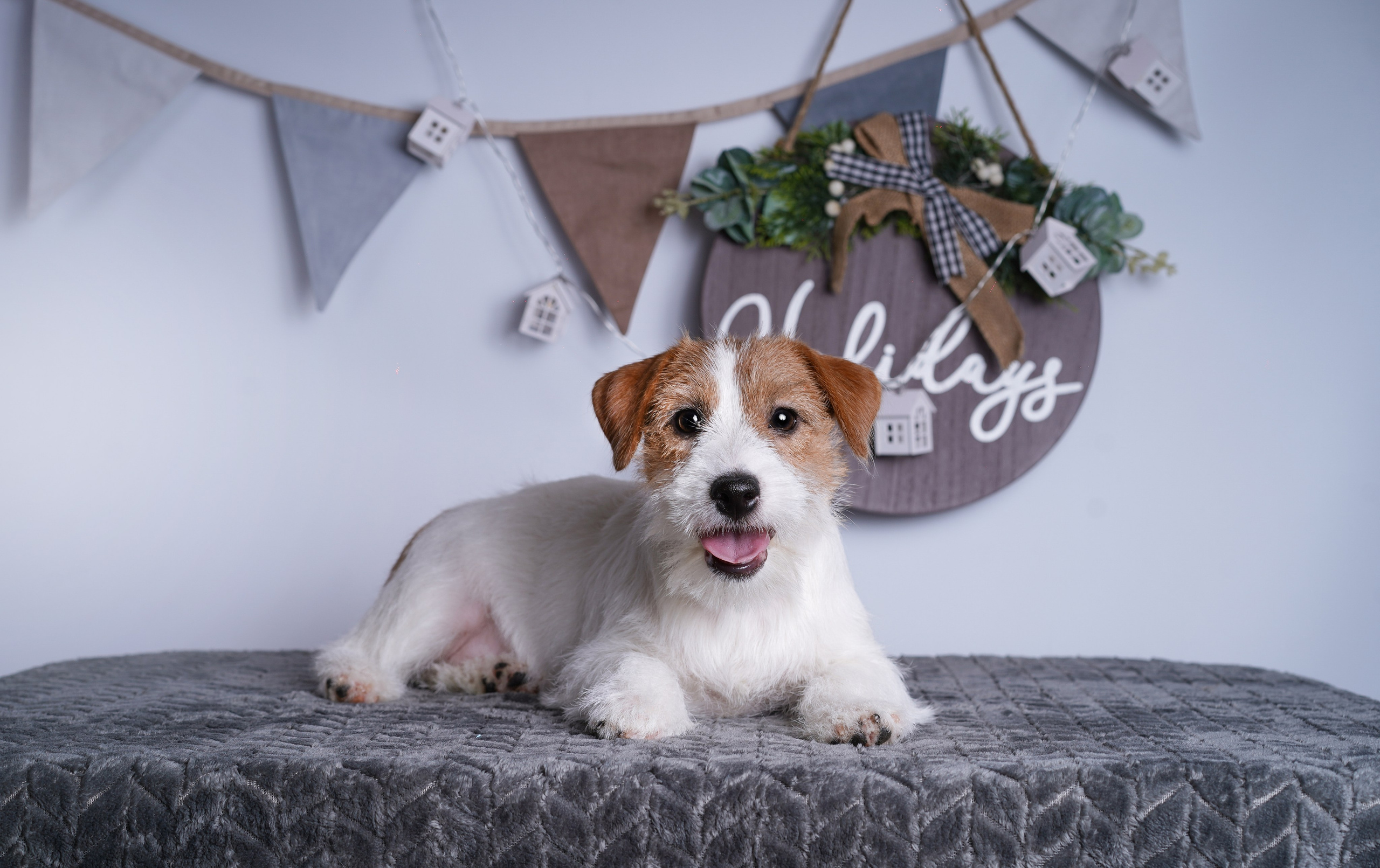 Щенки дрт. Фотограф-анималист в Санкт-Петербурге Яна Мартынова