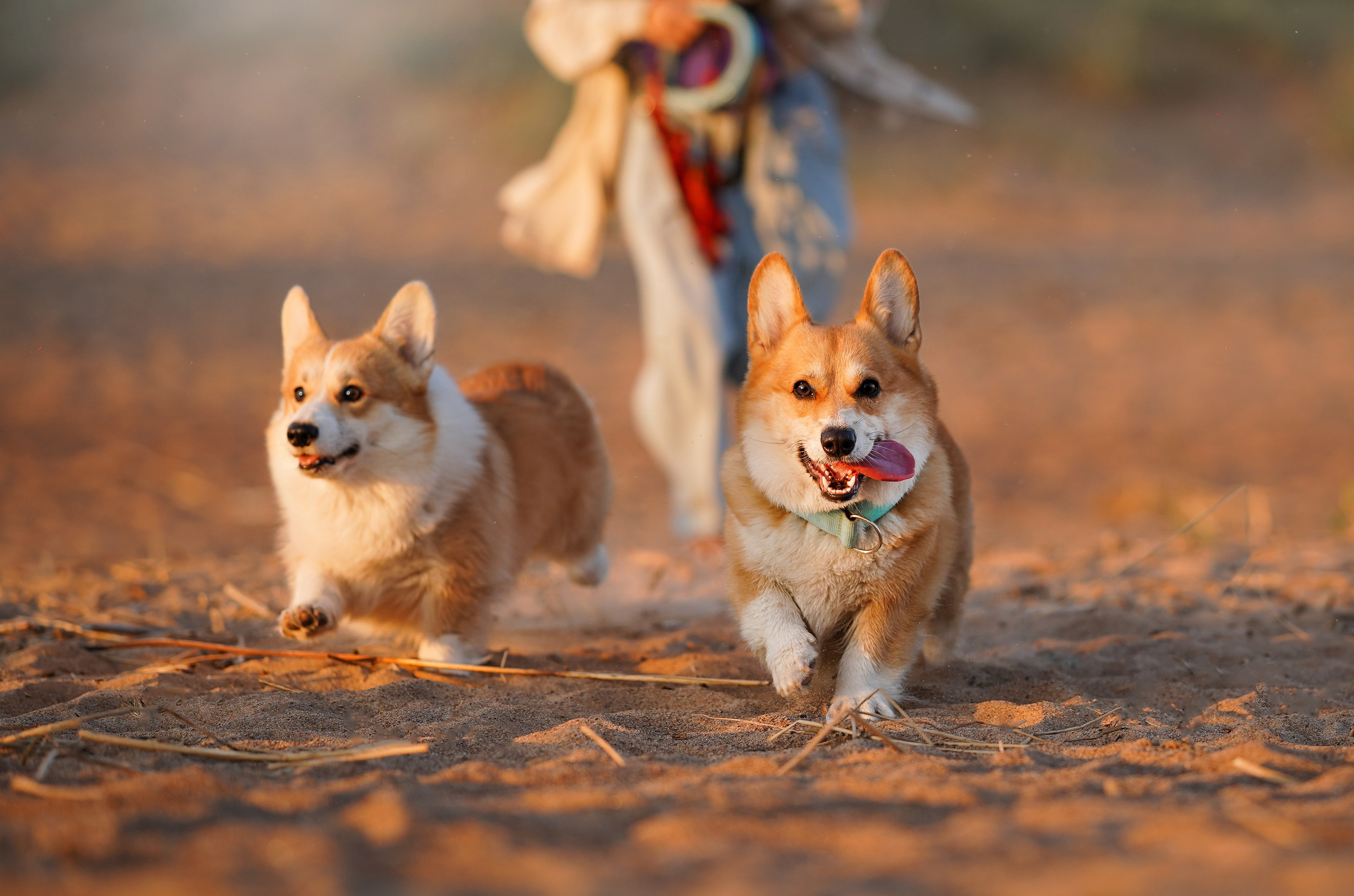 Катя Алиса и коржики. Фотограф-анималист в Санкт-Петербурге Яна Мартынова