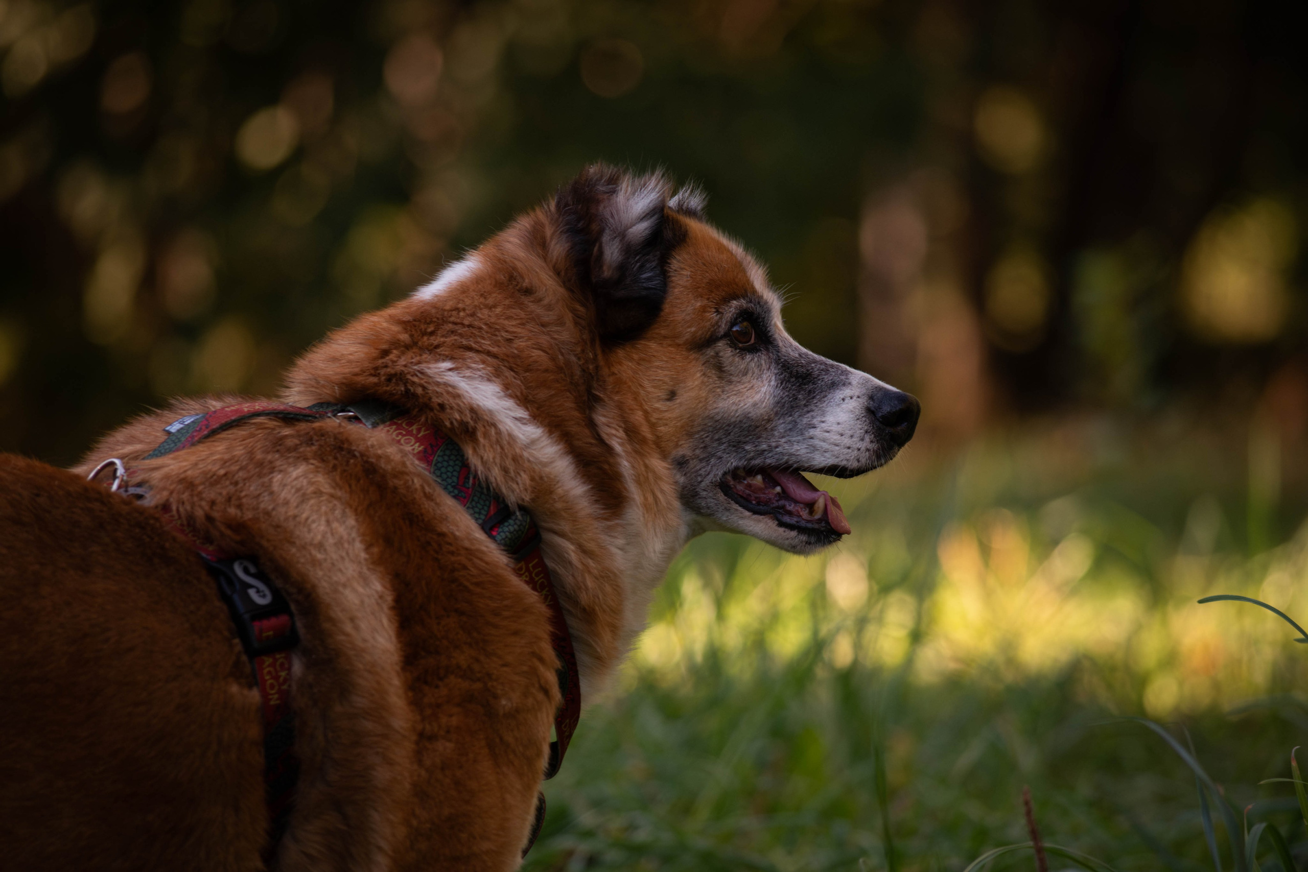 Ник и Полина. Фотограф Светлана Блинова, Москва и Московская область