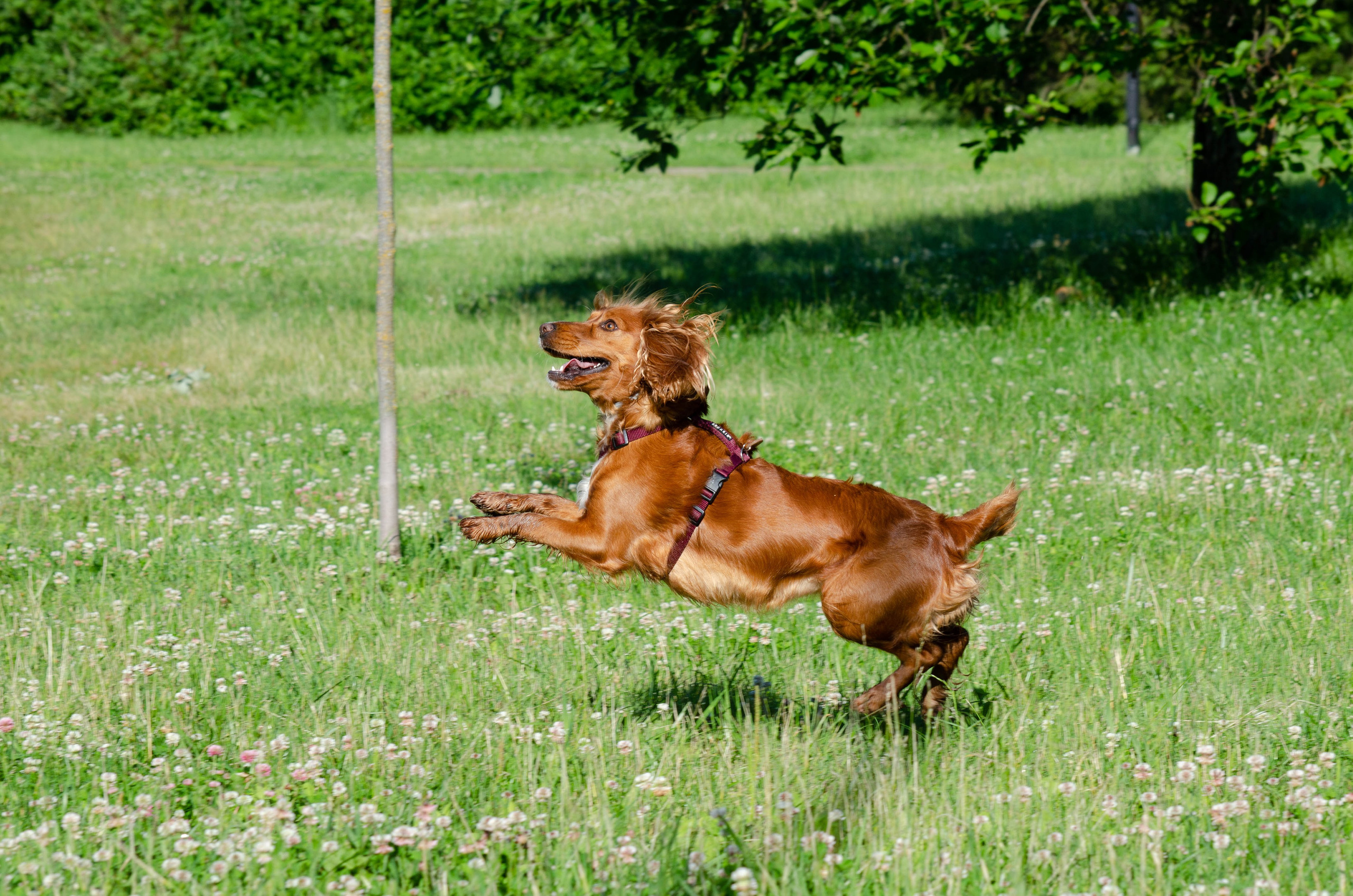 Джесси. Фотограф Светлана Блинова, Москва и Московская область