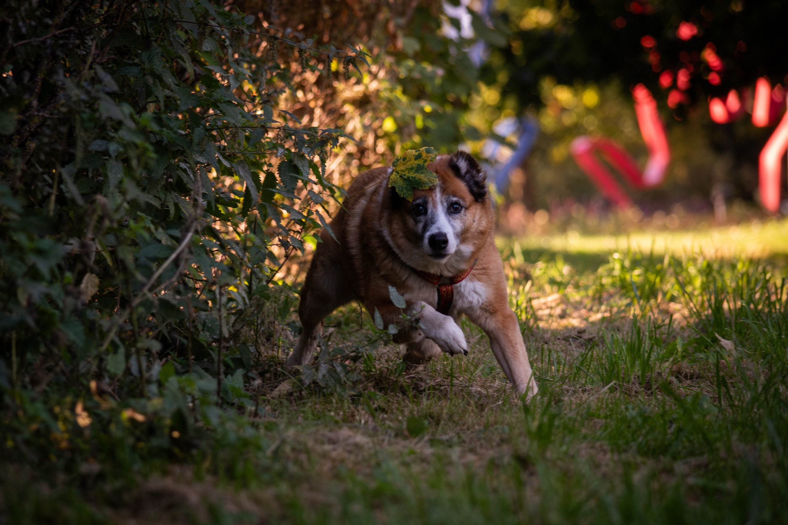 Ник и Полина. Фотограф Светлана Блинова, Москва и Московская область