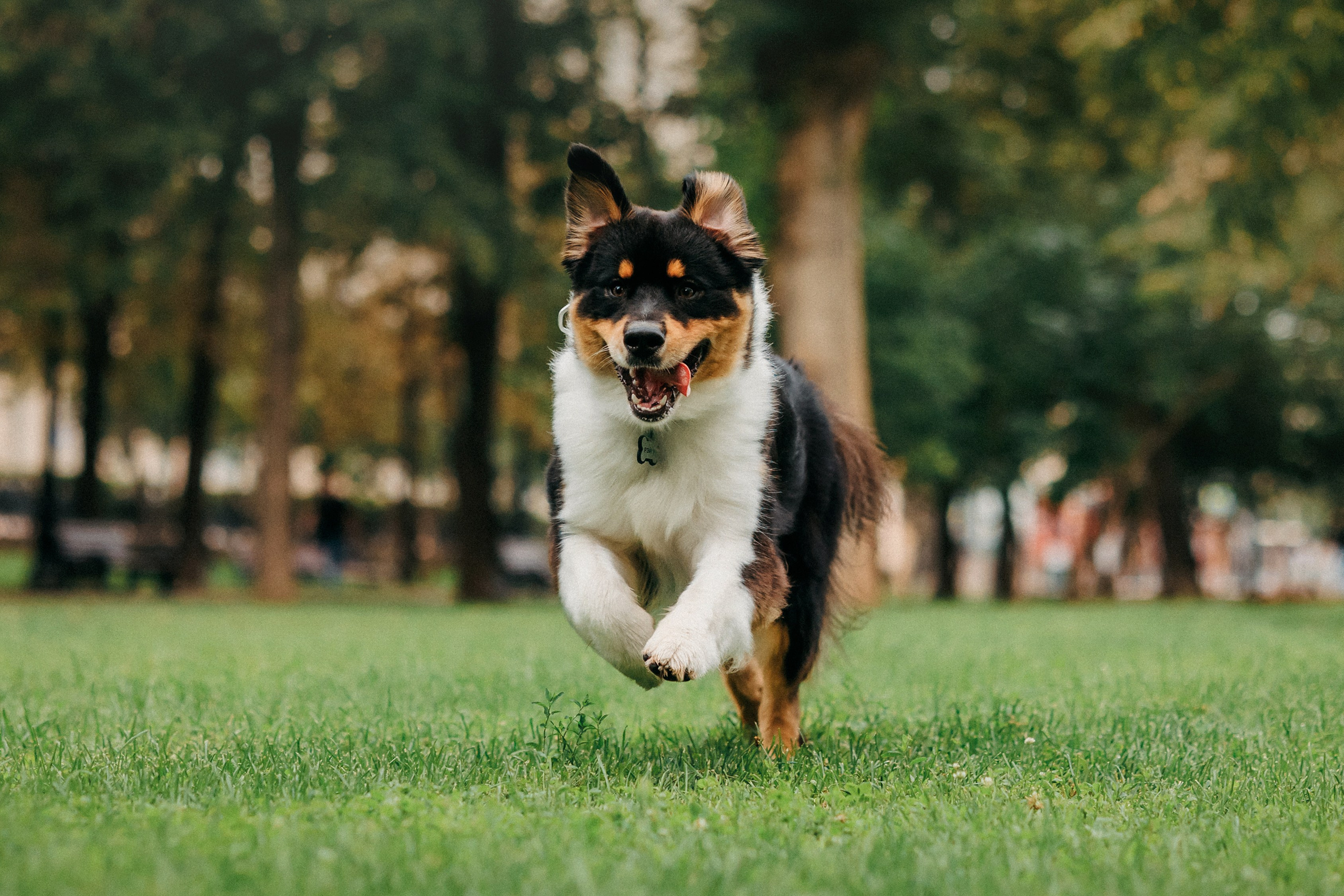 Лена и Рэй. Фотограф-анималист Елена Радченко, Москва