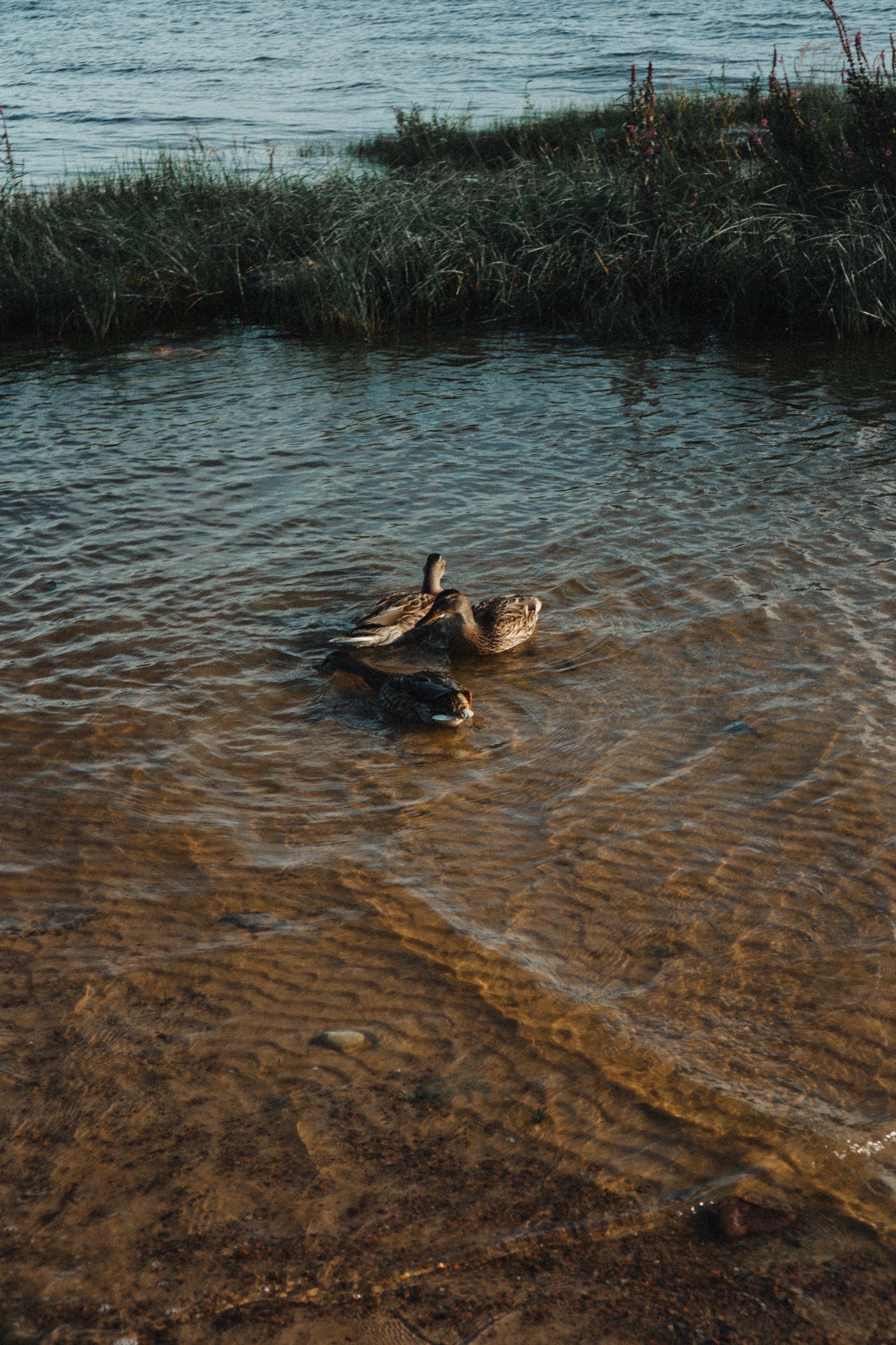 МАМА И ДОЧКА НА ФИНСКОМ ЗАЛИВЕ. Профессиональный фотограф, Санкт-Петербург — Виктория Богомолова